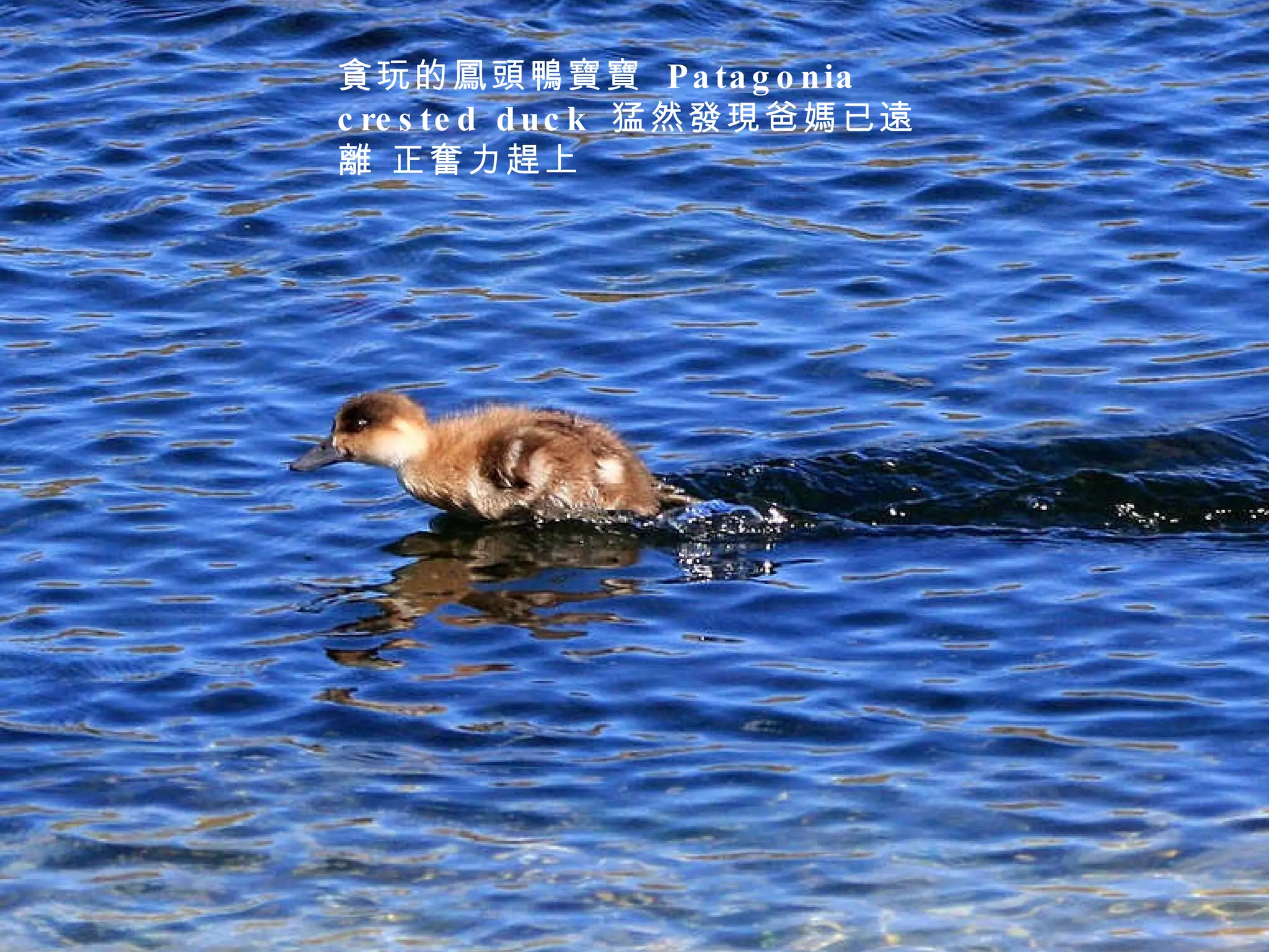 貪玩的鳳頭鴨寶寶  Patagonia crested duck  猛然發現爸媽已遠離 正奮力趕上 