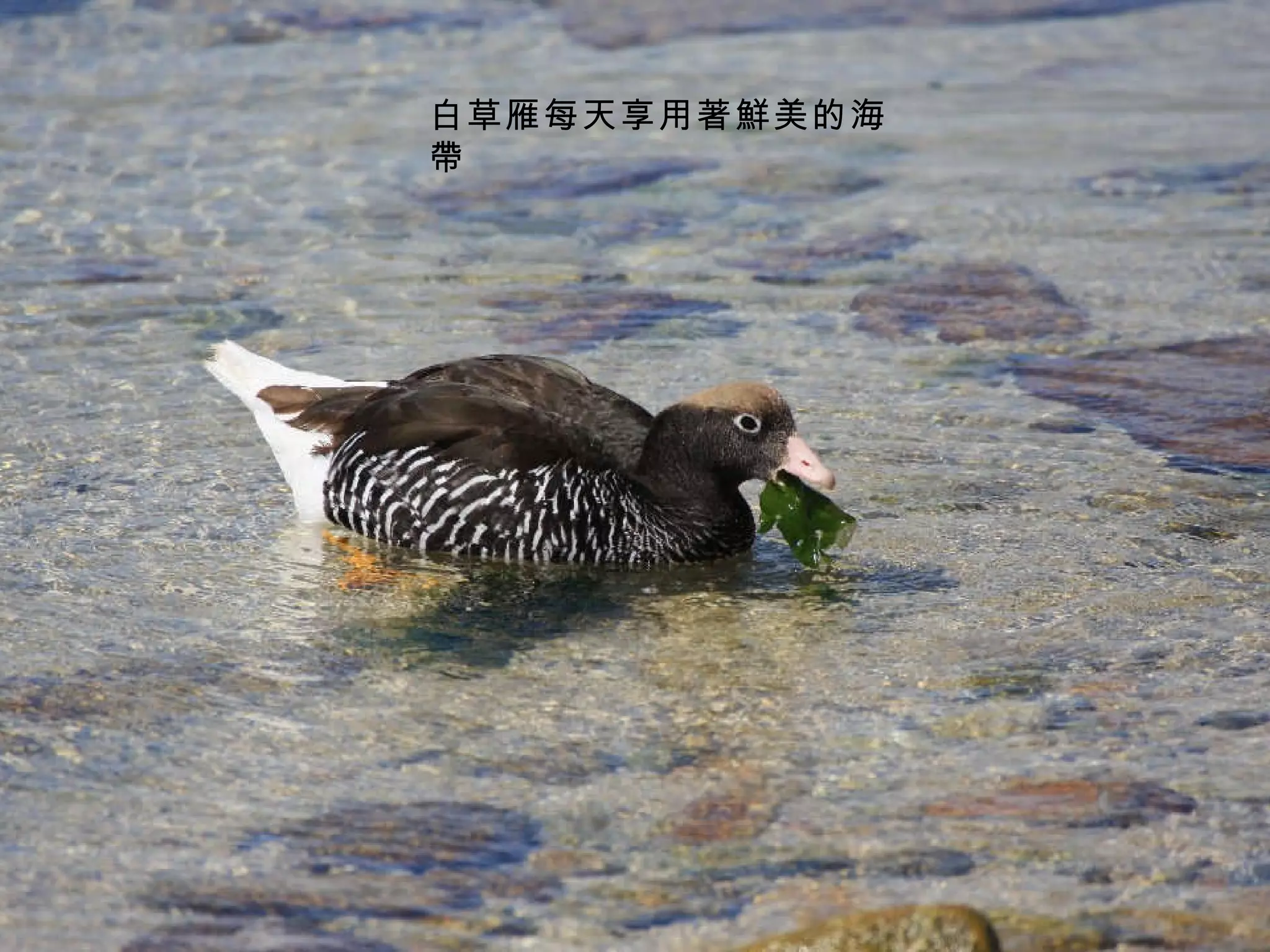 白草雁每天享用著鮮美的海帶 
