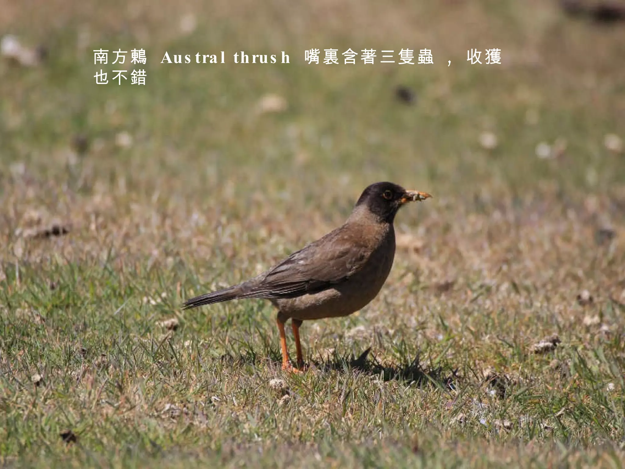 南方鶇  Austral thrush  嘴裏含著三隻蟲  ,  收獲也不錯 