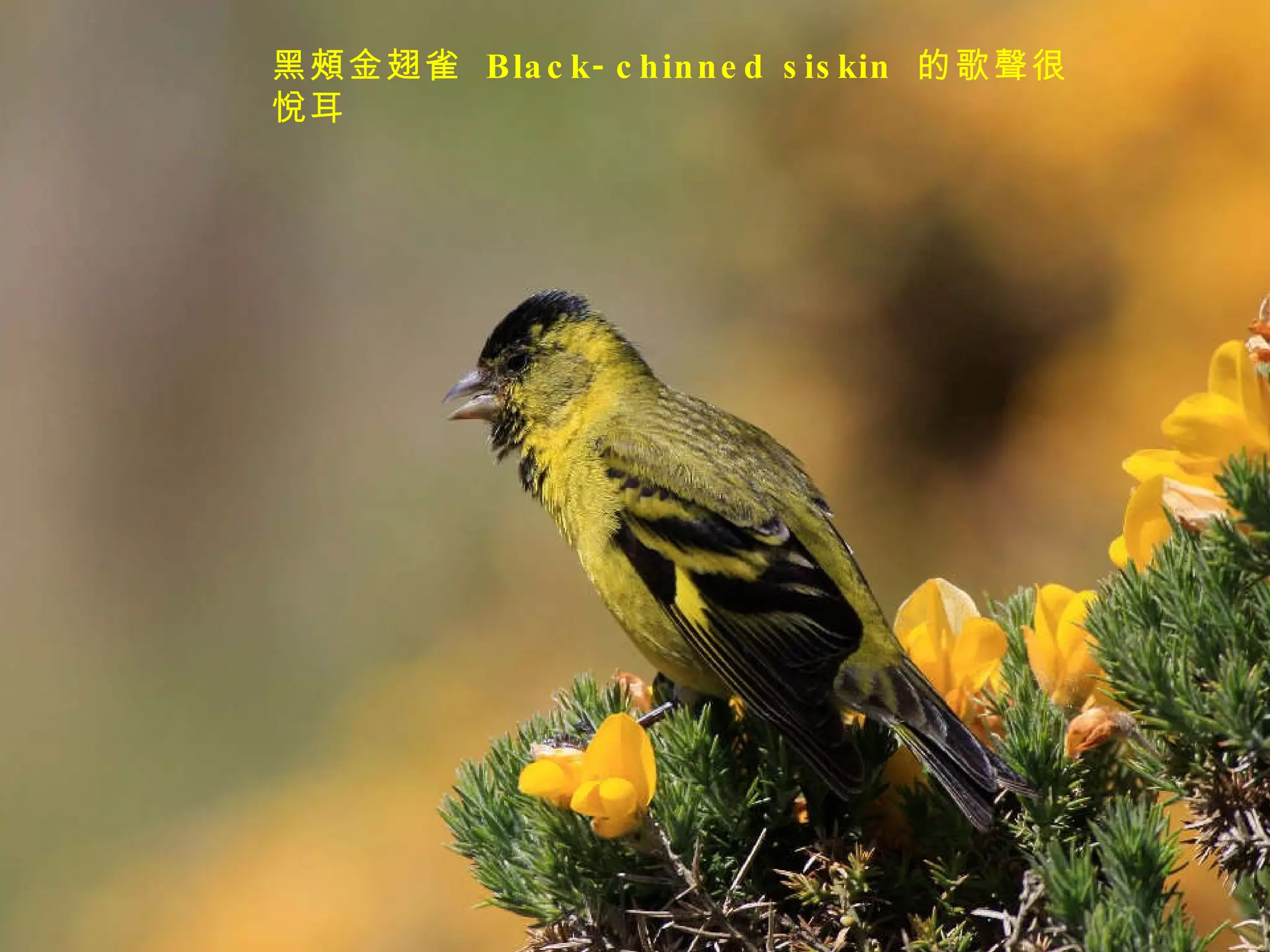 黑頰金翅雀  Black-chinned siskin  的歌聲很悅耳 