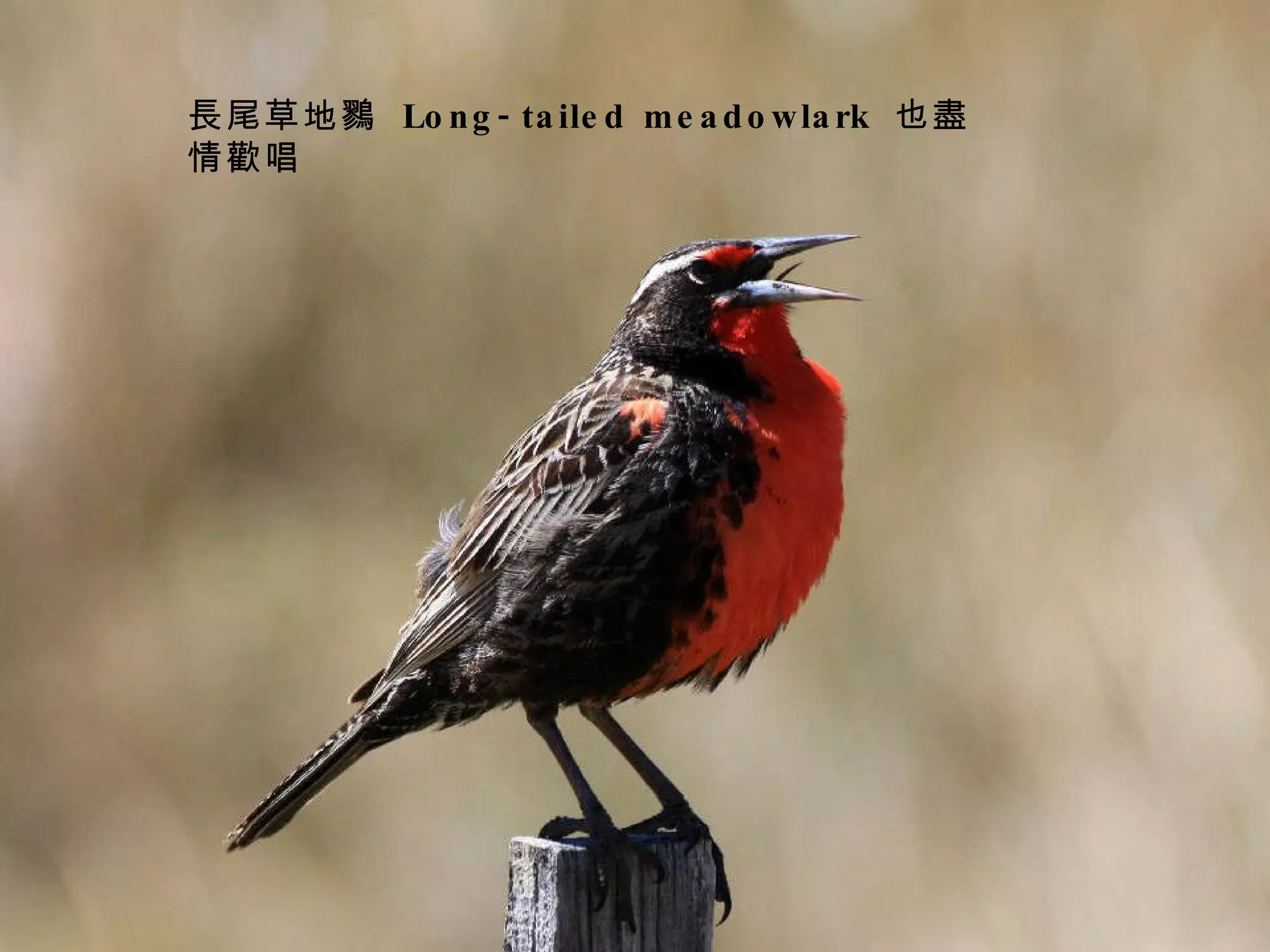 長尾草地鷚  Long-tailed meadowlark  也盡情歡唱 