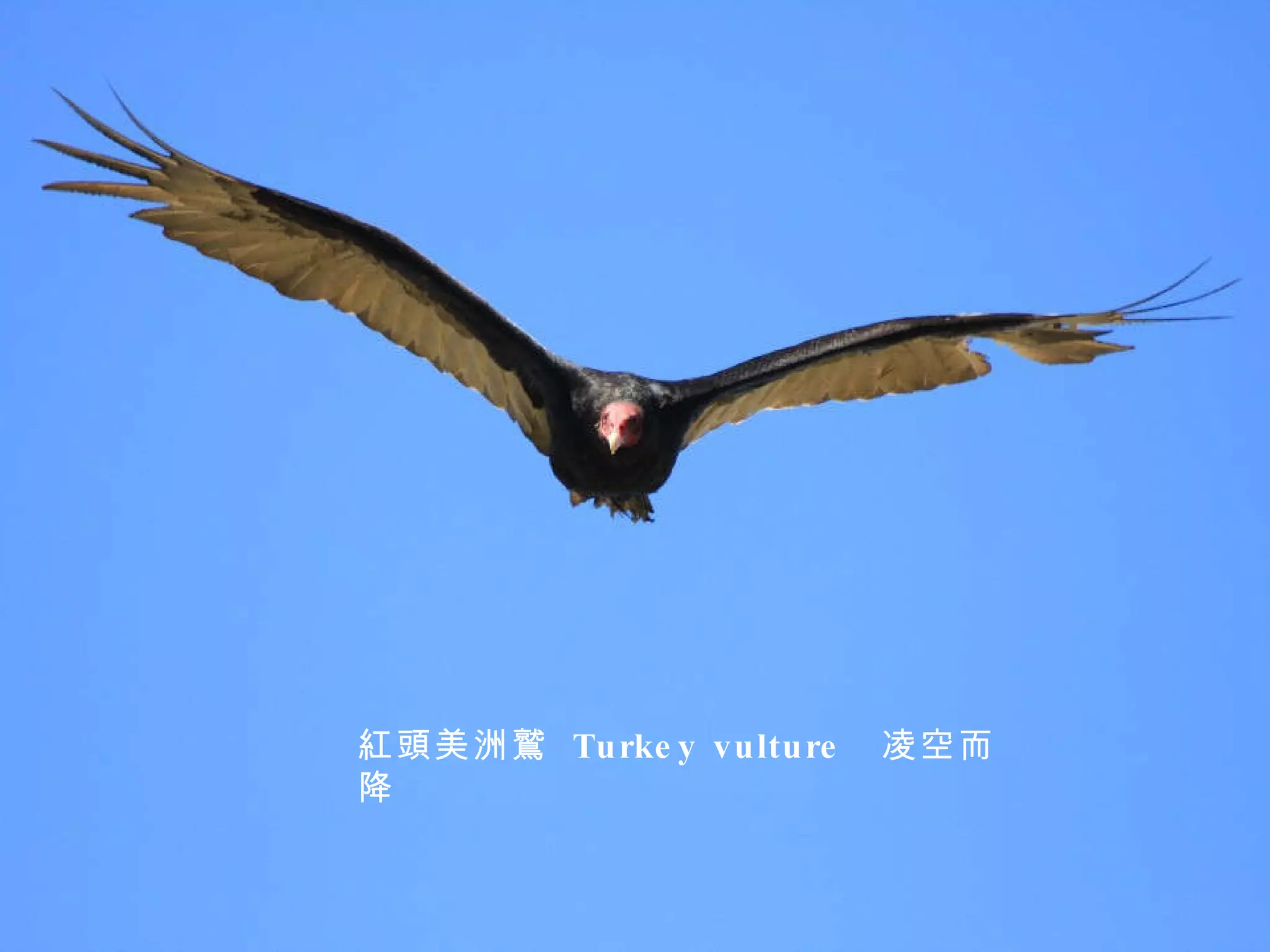 紅頭美洲鷲  Turkey vulture  凌空而降 