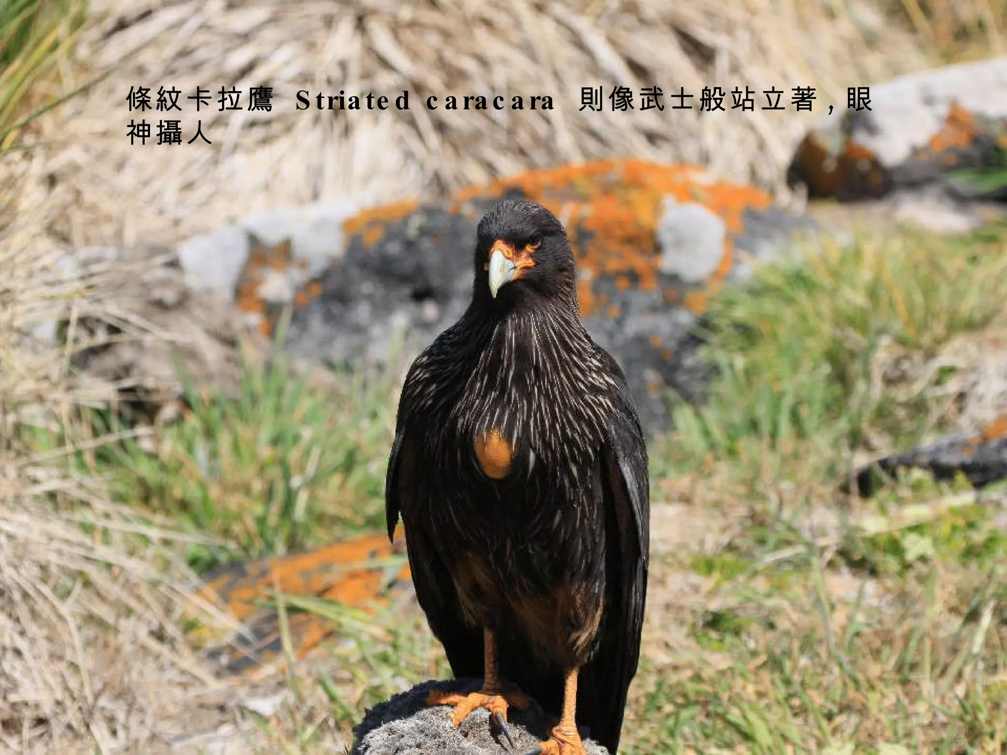 條紋卡拉鷹  Striated caracara  則像武士般站立著 , 眼神攝人 