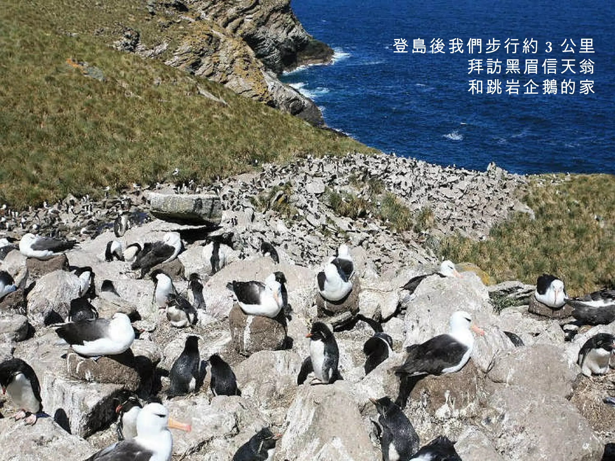 登島後我們步行約 3 公里 拜訪黑眉信天翁 和跳岩企鵝的家 