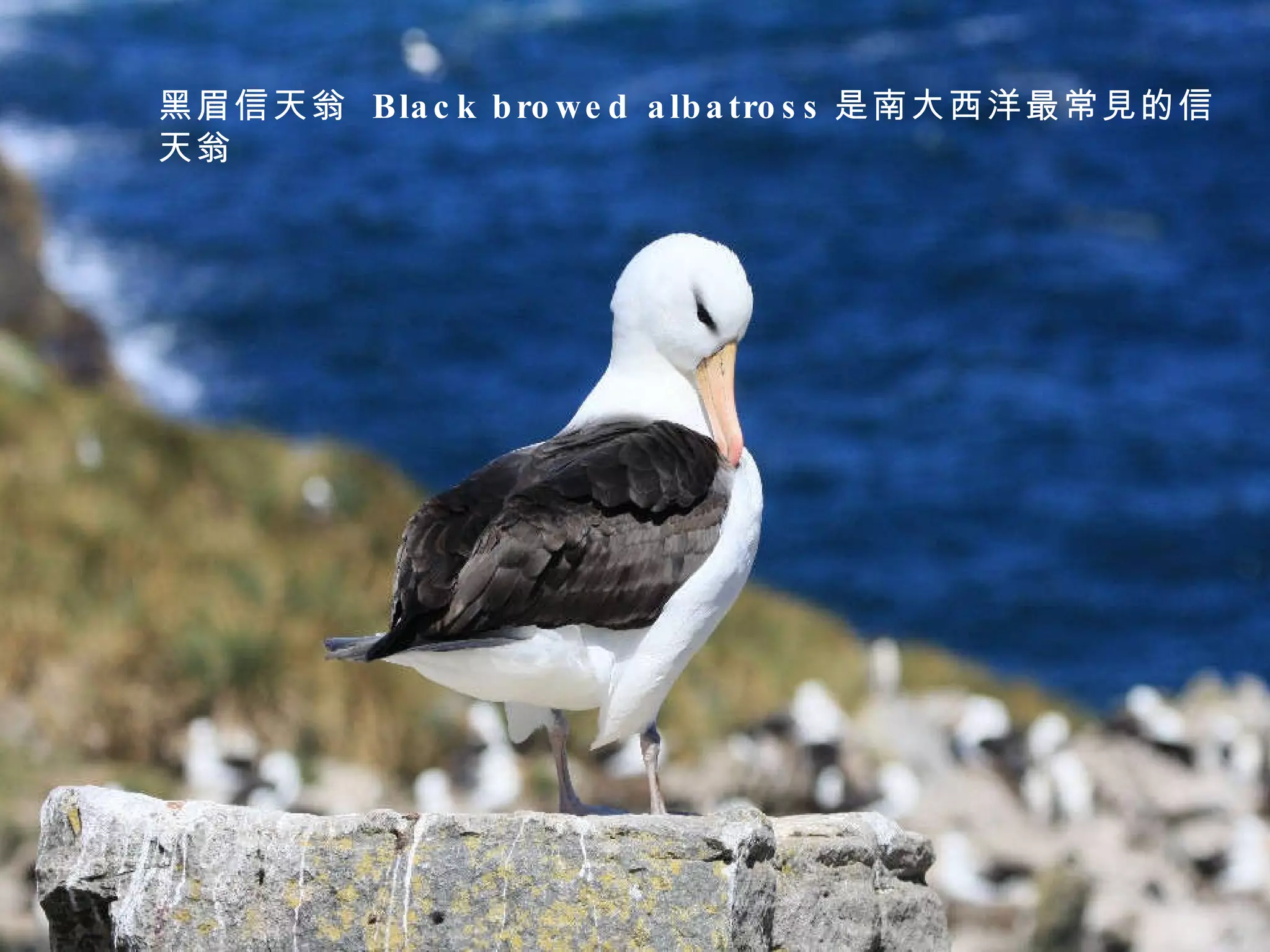 黑眉信天翁  Black browed albatross 是南大西洋最常見的信天翁 