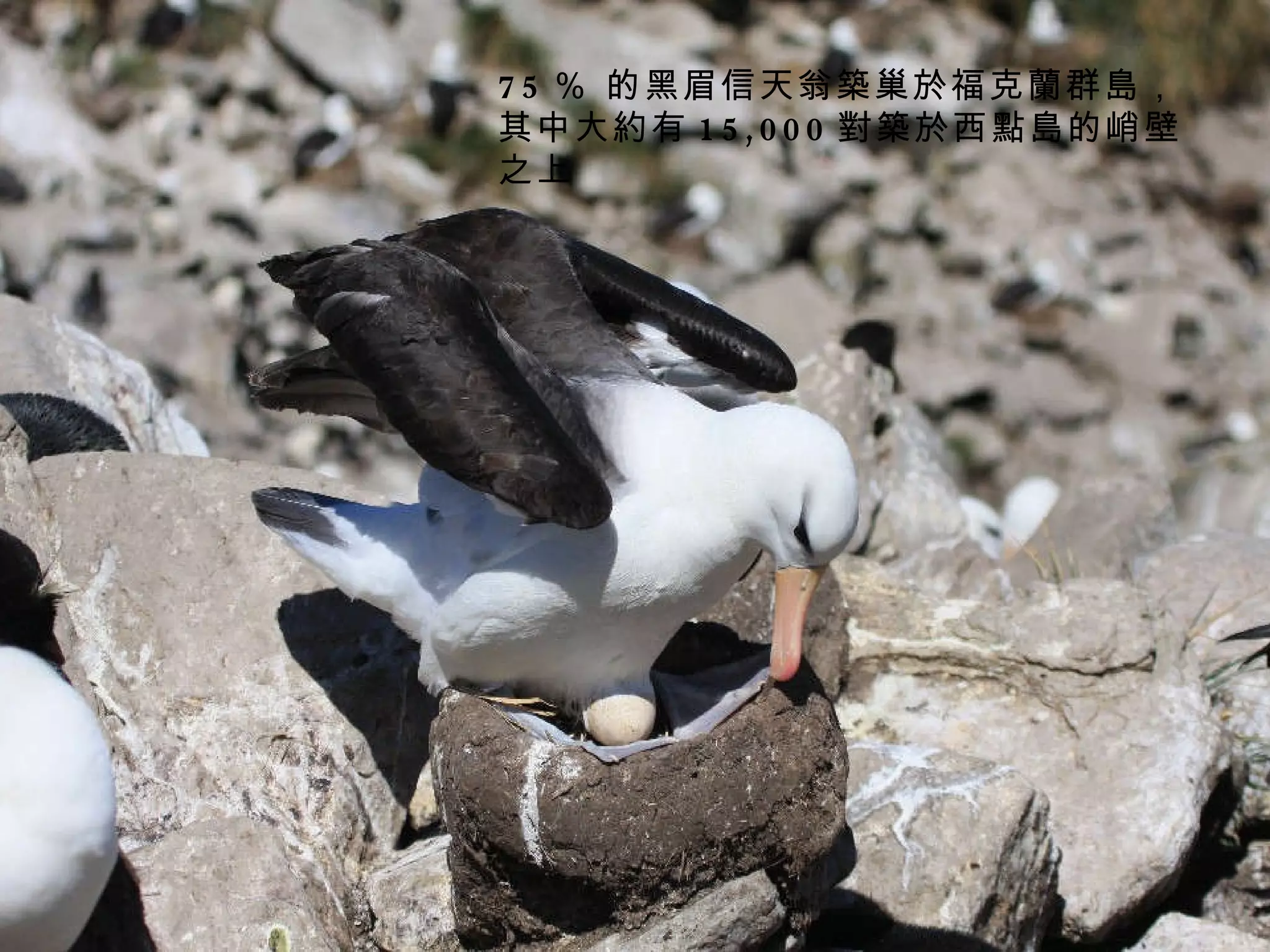 75 ％ 的黑眉信天翁築巢於福克蘭群島， 其中大約有 15,000 對築於西點島的峭壁之上 
