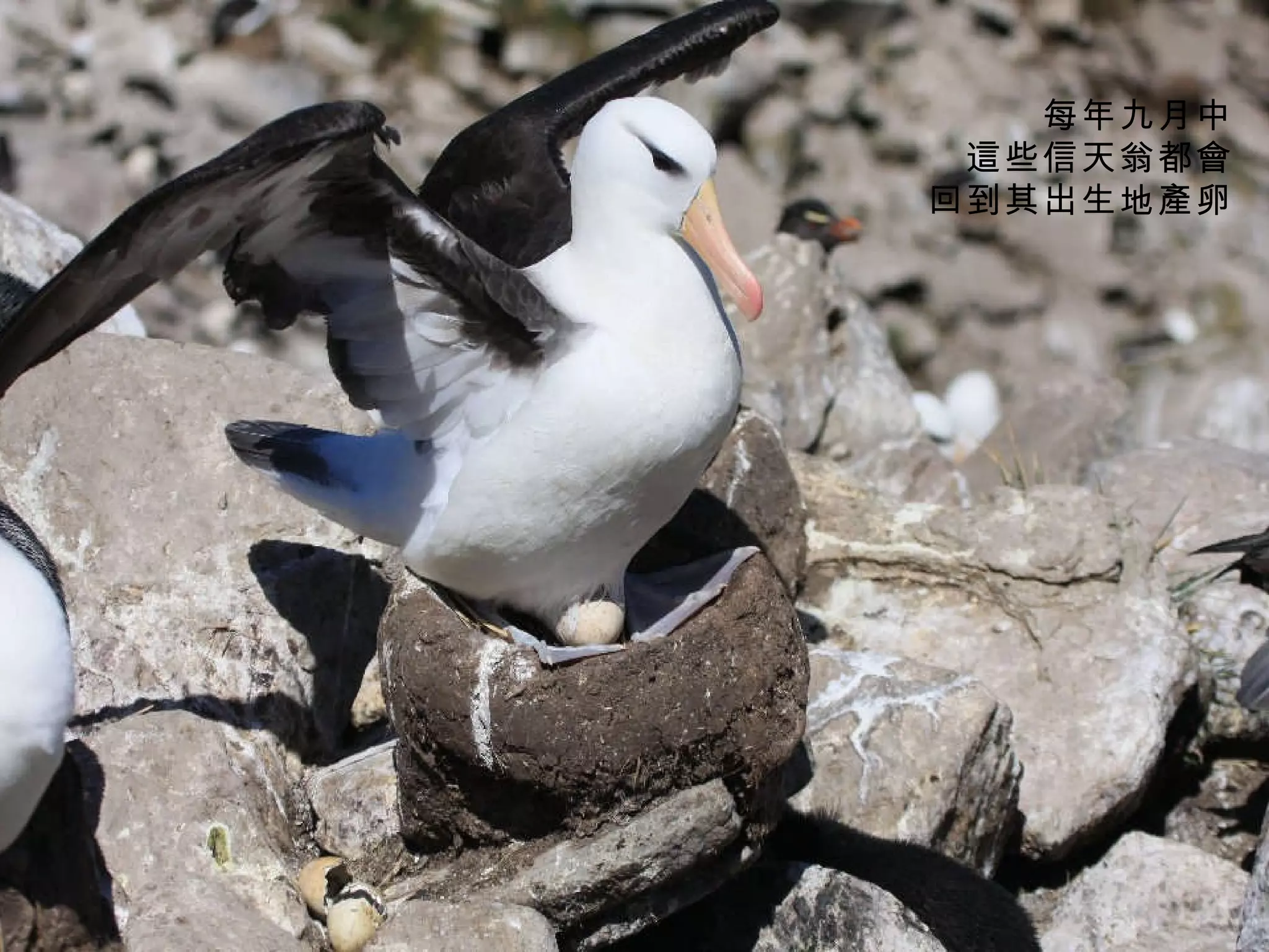 每年九月中 這些信天翁都會 回到其出生地產卵 
