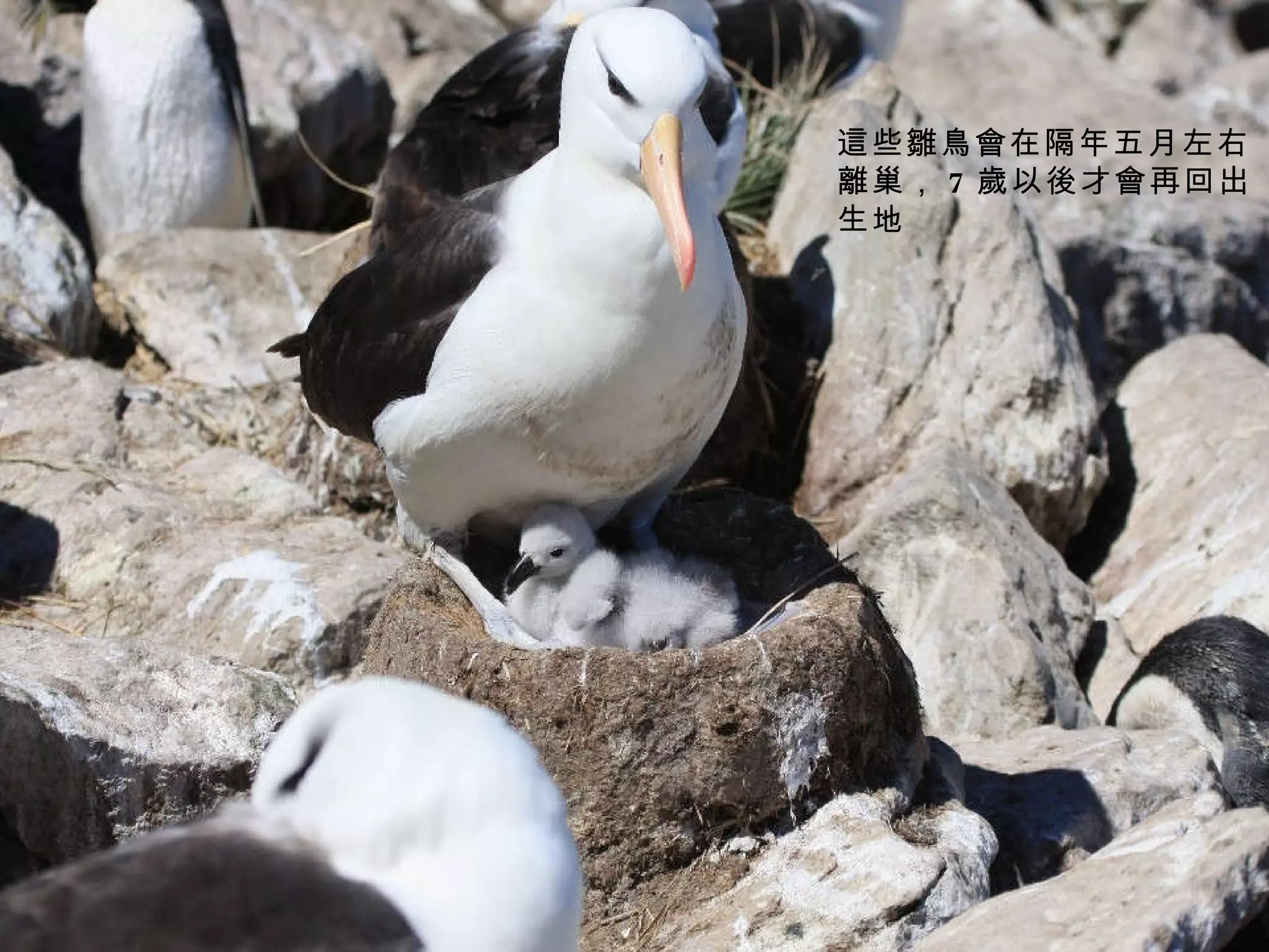 這些雛鳥會在隔年五月左右離巢， 7 歲以後才會再回出生地   