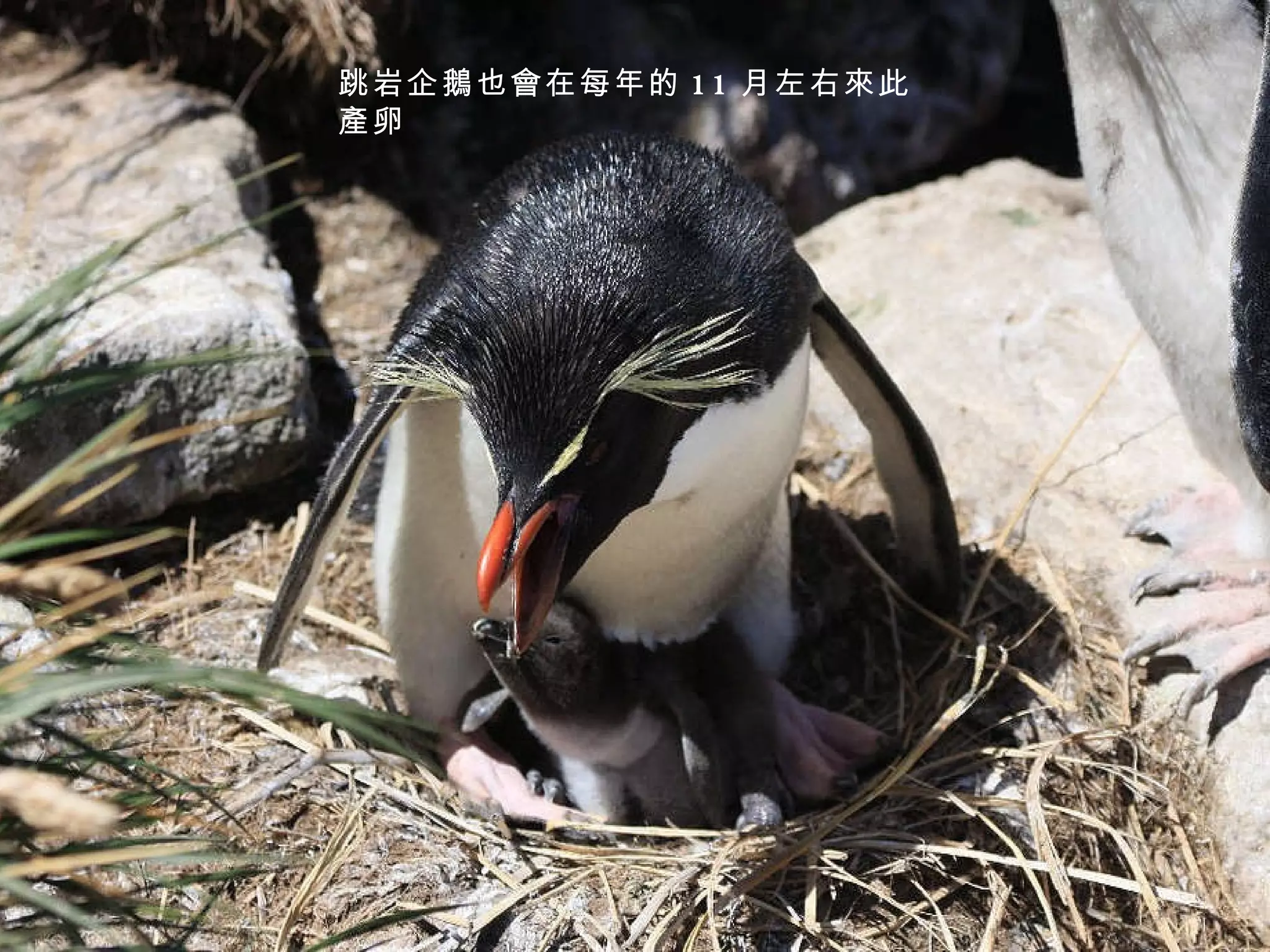 跳岩企鵝也會在每年的 11 月左右來此產卵 