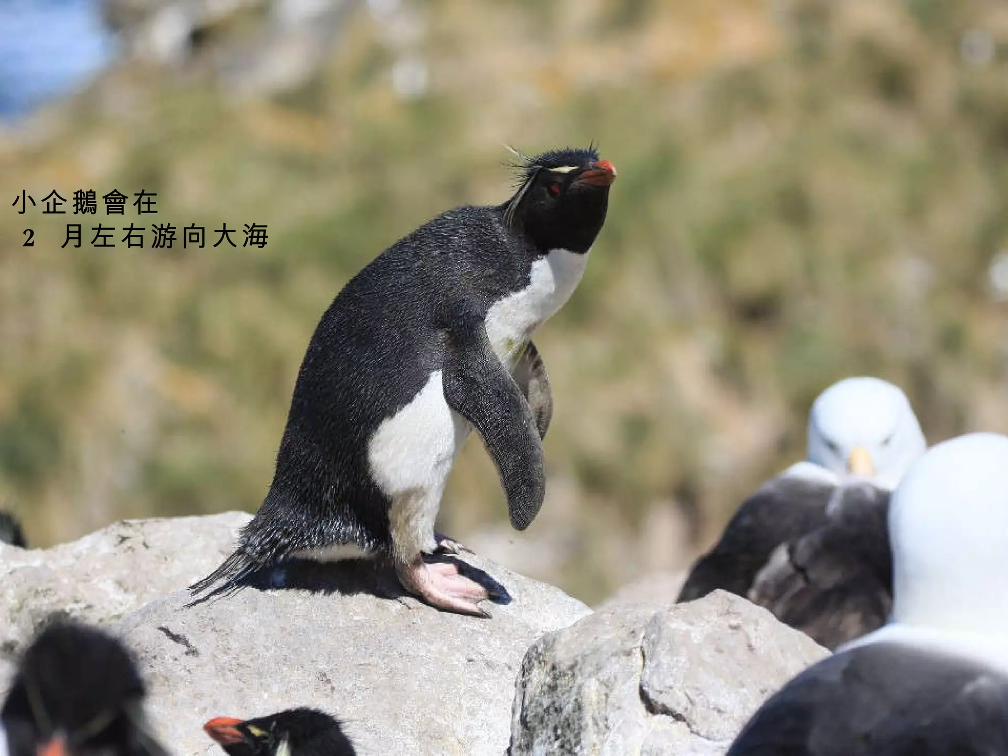 小企鵝會在 2  月左右游向大海 