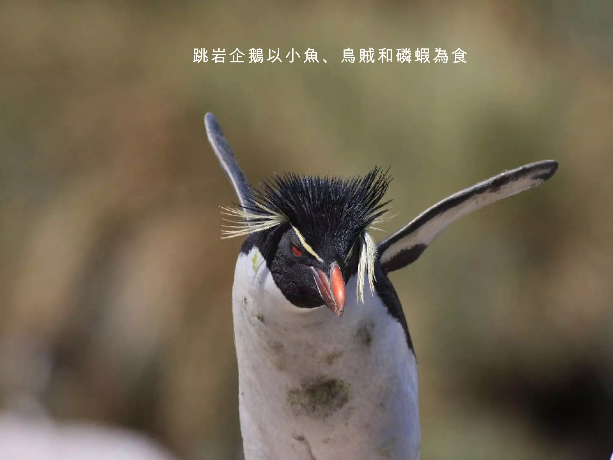 跳岩企鵝以小魚、烏賊和磷蝦為食 