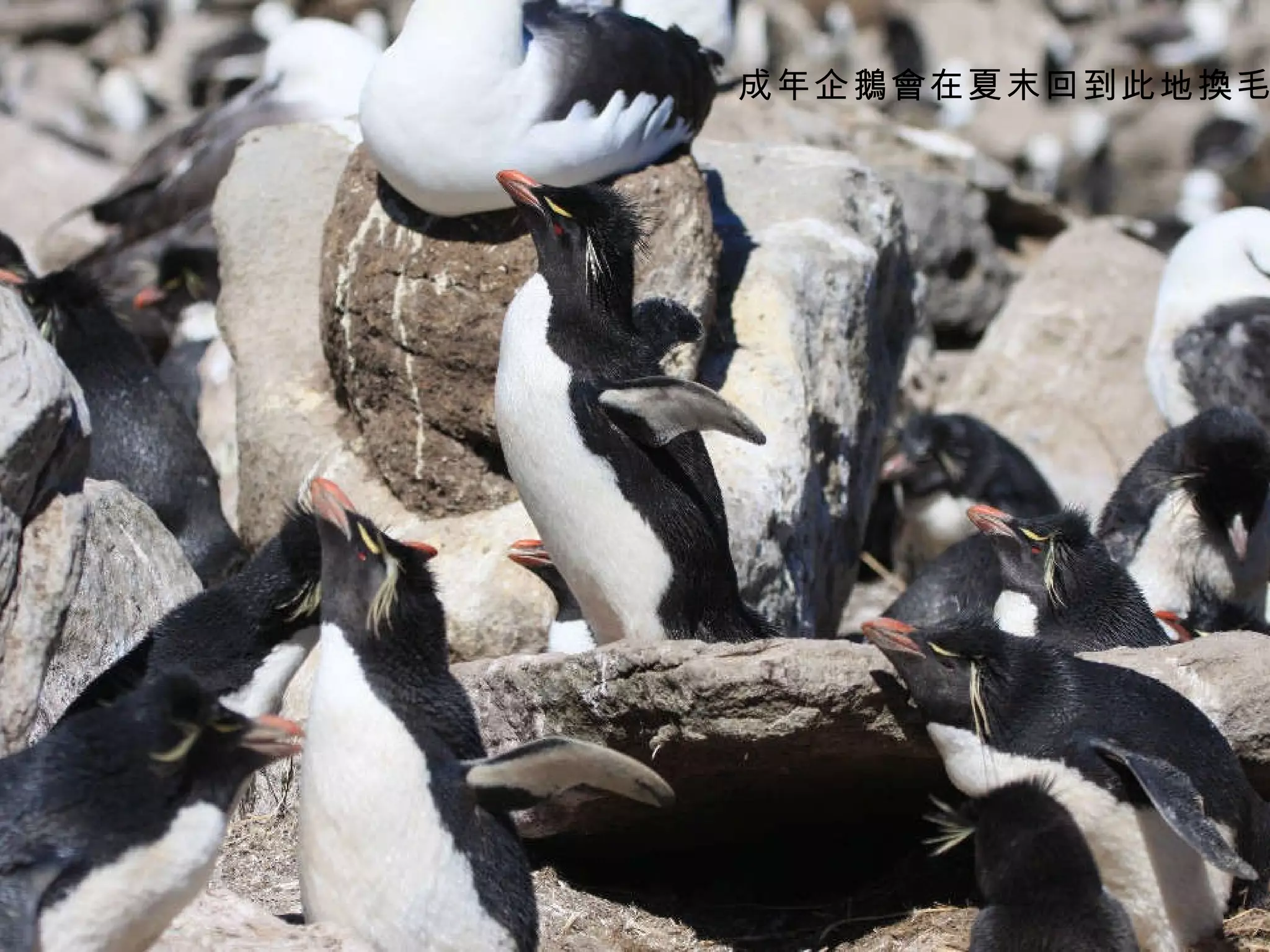 成年企鵝會在夏末回到此地換毛 