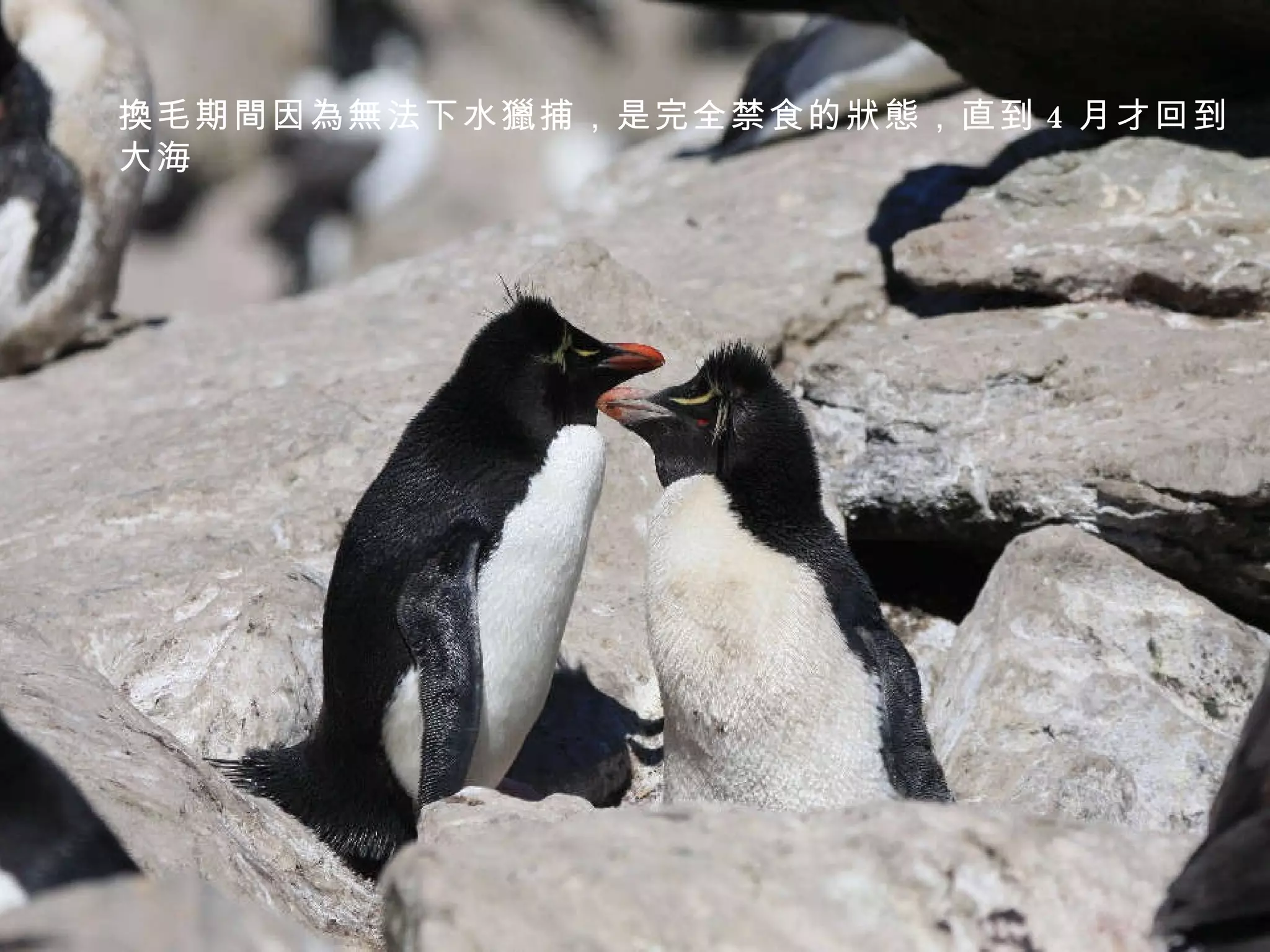 換毛期間因為無法下水獵捕，是完全禁食的狀態，直到 4 月才回到大海 