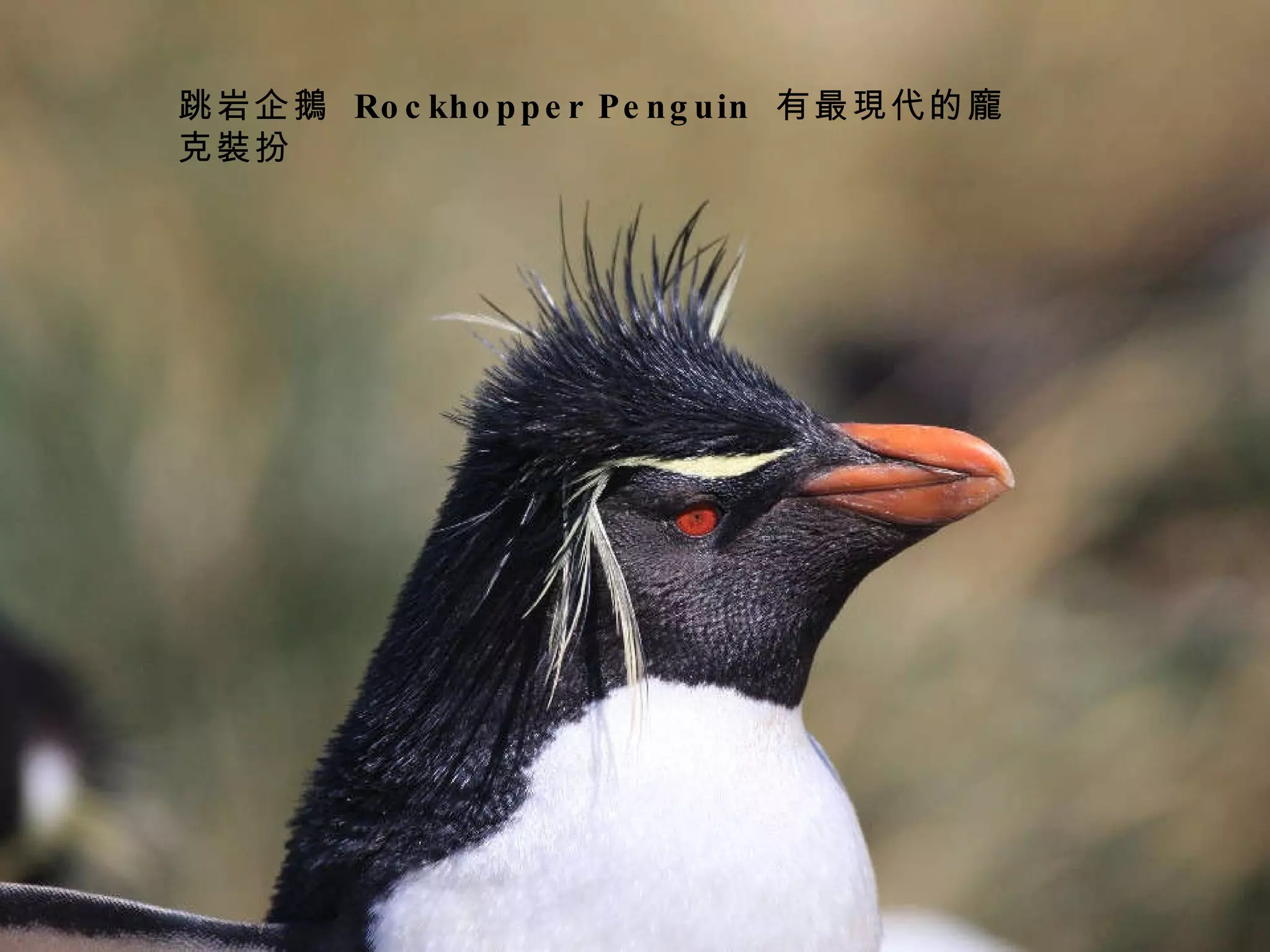 跳岩企鵝  Rockhopper Penguin  有最現代的龐克裝扮 