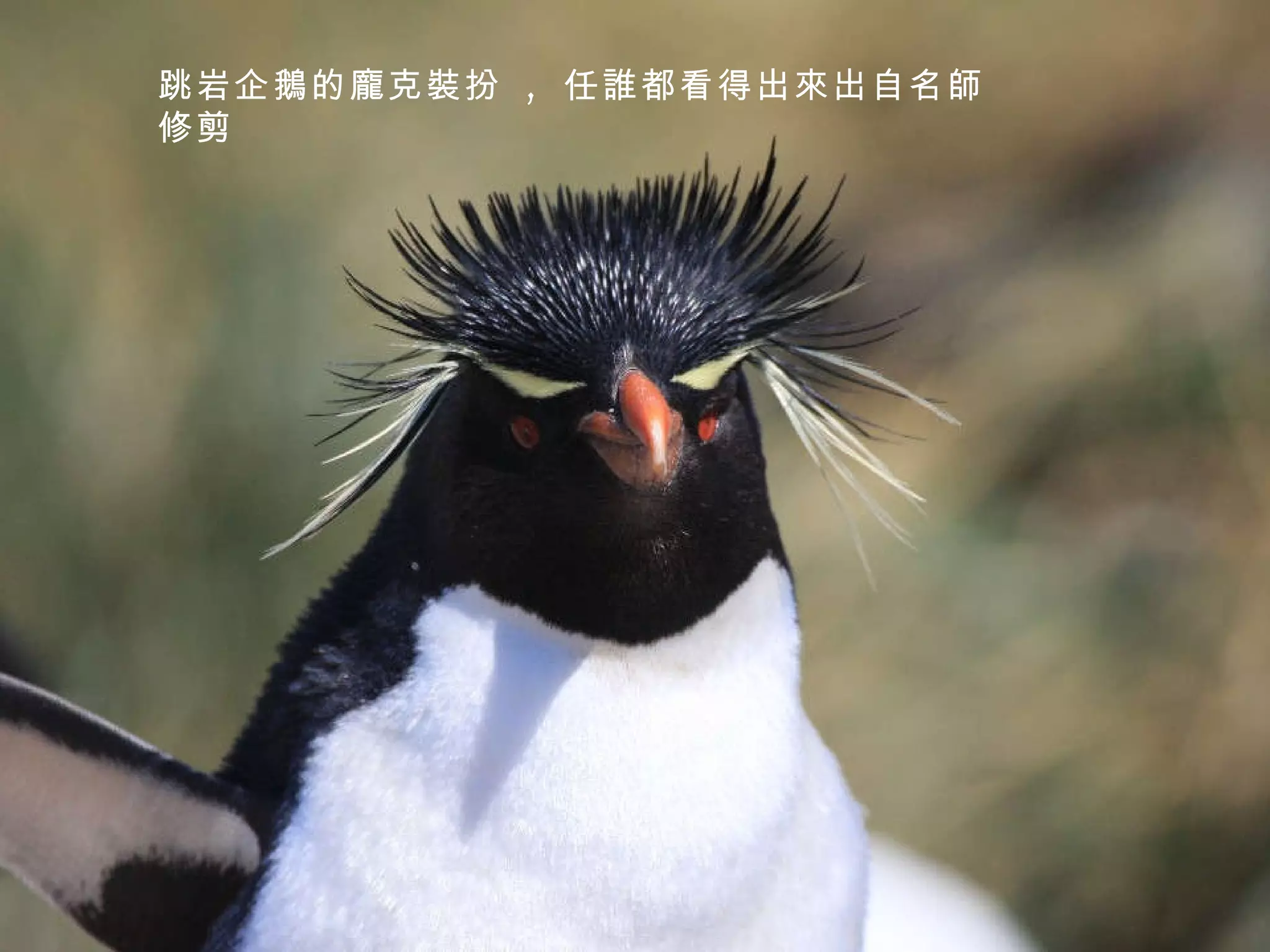 跳岩企鵝的龐克裝扮  ,  任誰都看得出來出自名師修剪 