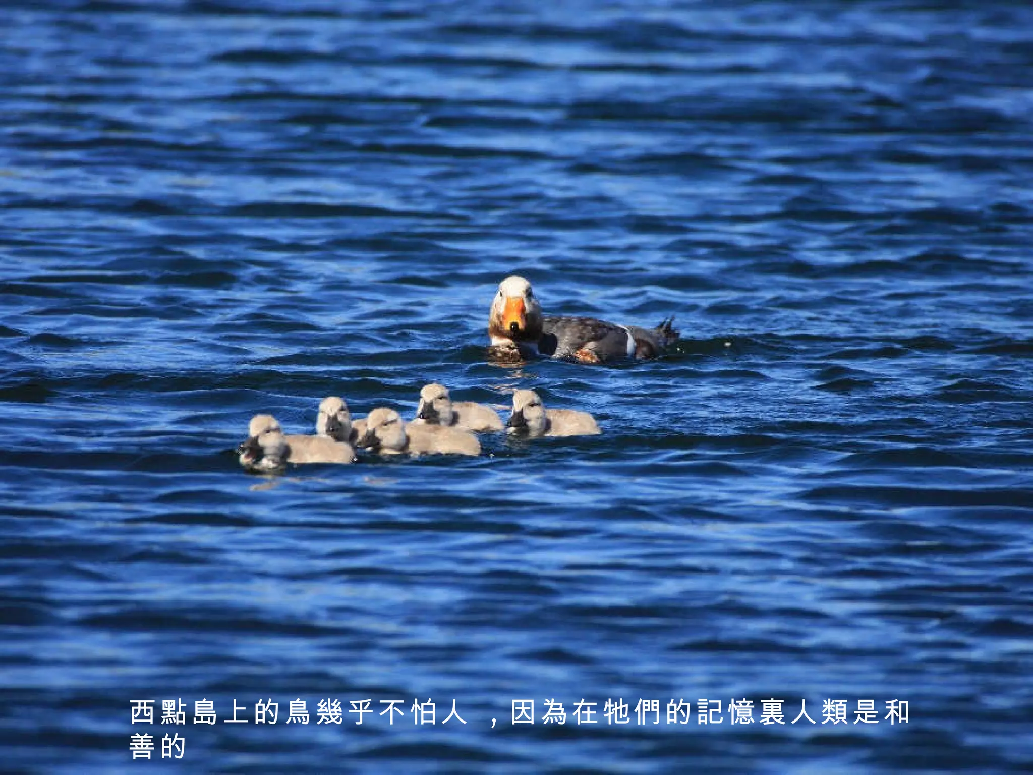 西點島上的鳥幾乎不怕人  , 因為在牠們的記憶裏人類是和善的 