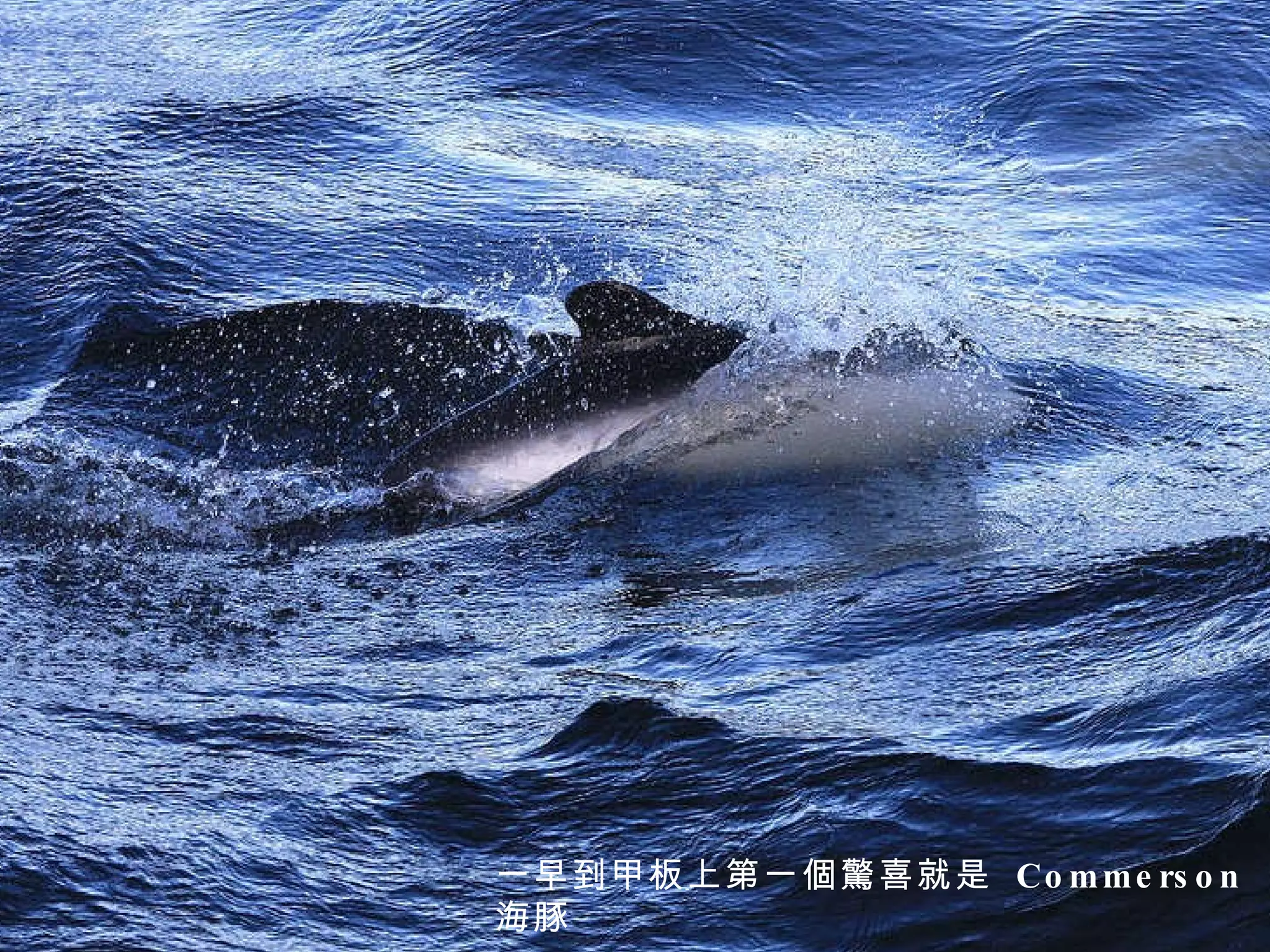 一早到甲板上第一個驚喜就是  Commerson  海豚 