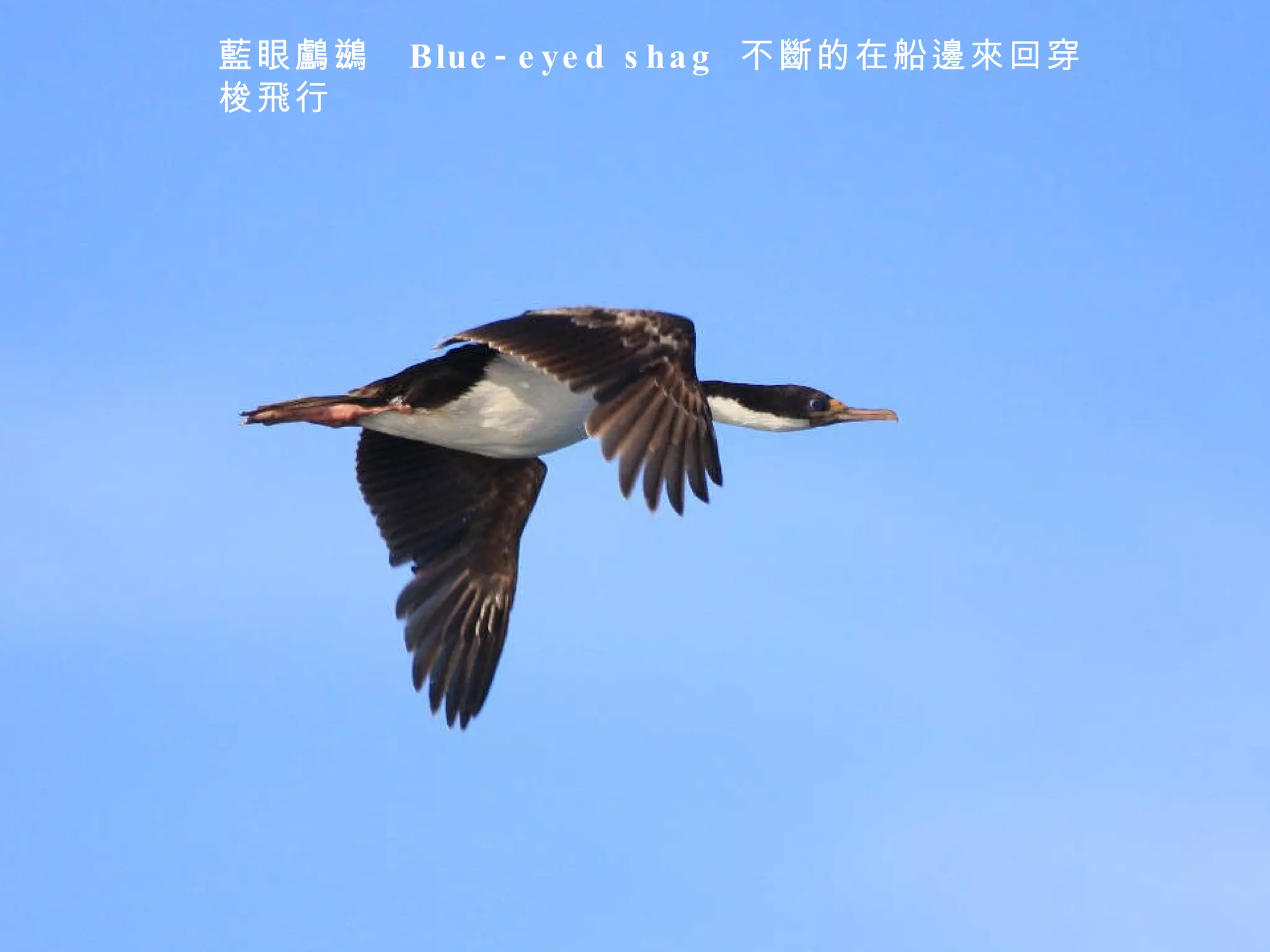 藍眼鸕鷀  Blue-eyed shag  不斷的在船邊來回穿梭飛行 