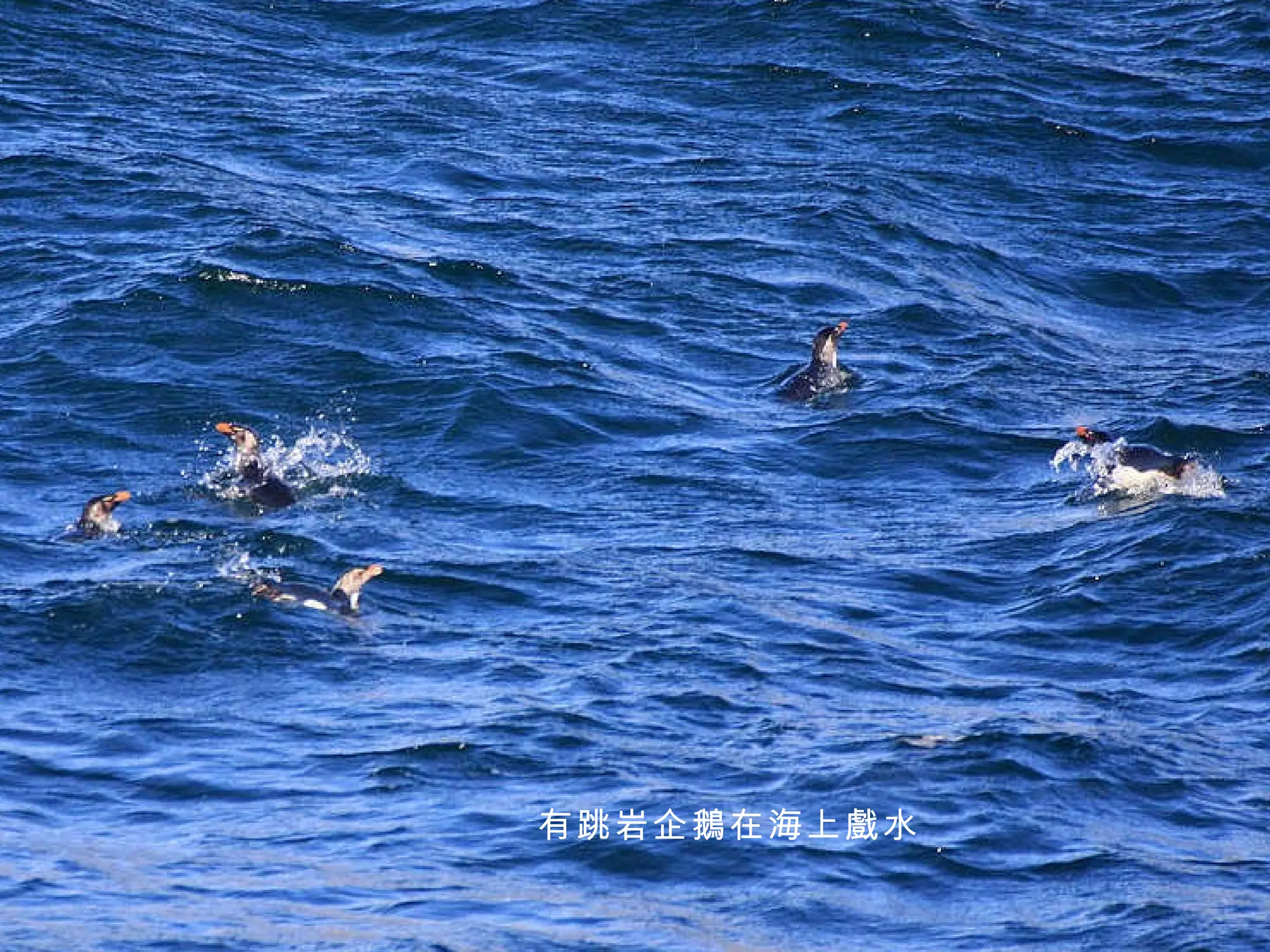 有跳岩企鵝在海上戲水 