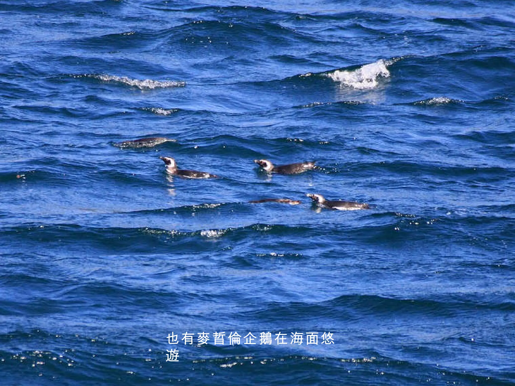 也有麥晢倫企鵝在海面悠遊 
