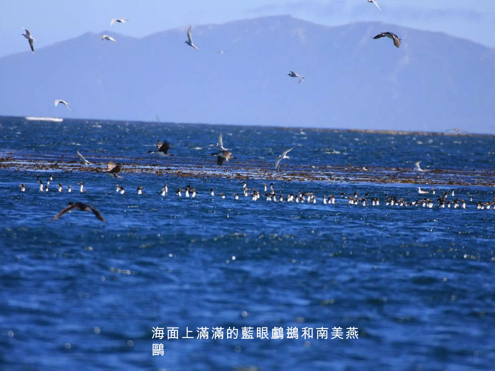 海面上滿滿的藍眼鸕鷀和南美燕鷗 