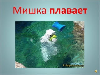 Мишка  плавает 