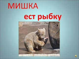 МИШКА  ест рыбку 