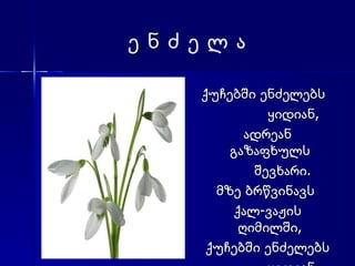 ე ნ  ძ ე ლ ა ქუჩებში ენძელებს ყიდიან, ადრეან გაზაფხულს შევხარი. მზე ბრწვინავს  ქალ-ვაჟის ღიმილში, ქუჩებში ენძელებს ყიდიან. 