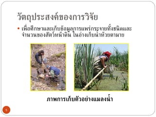 เป็นอาหารหรือเหยื่อ   (prey)  ให้กับสิ่งมีชีวิตชนิดอื่น  ช่วยกำจัดซากของสิ่งมีชีวิตหรือสารอินทรีย์ในแหล่งน้ำ เรียกว่า  scavenger  ซึ่งช่วยรักษาสมดุลของระบบนิเวศ  ใช้เป็นตัวชี้วัดคุณภาพน้ำทางด้านชีวภาพ เช่น ถ้าน้ำในแหล่งน้ำมีความสะอาด จะพบสิ่งมีชีวิตกลุ่มตัวอ่อนแมลงน้ำ อาทิ ตัวอ่อนชีปะขาว แต่ถ้าน้ำในแหล่งน้ำมีความสกปรก เราจะพบสิ่งมีชีวิตในกลุ่มหนอนแมลงวันดอกไม้ หรือหนอนริ้นน้ำจืด ความสำคัญของสัตว์หน้าดิน  