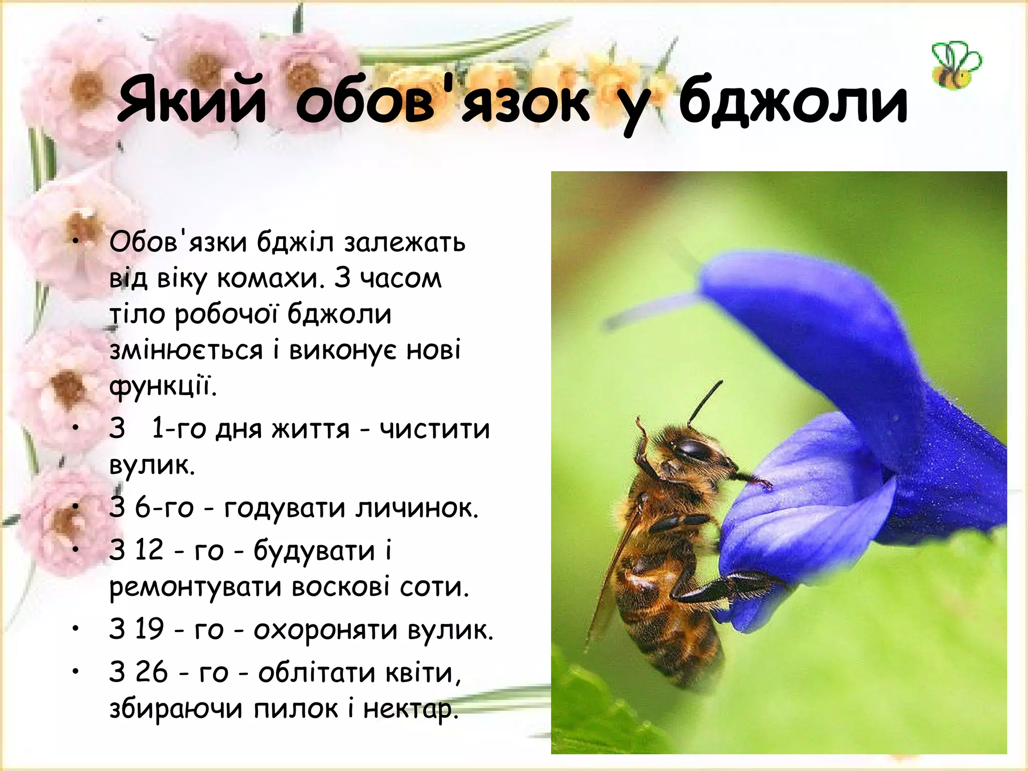Який обов'язок у бджоли Обов'язки бджіл залежать від віку комахи. З часом тіло робочої бджоли змінюється і виконує нові функції. З  1-го дня життя - чистити вулик. З 6-го - годувати личинок.  З 12 - го - будувати і ремонтувати воскові соти.  З 19 - го - охороняти вулик.  З 26 - го - облітати квіти, збираючи пилок і нектар. 
