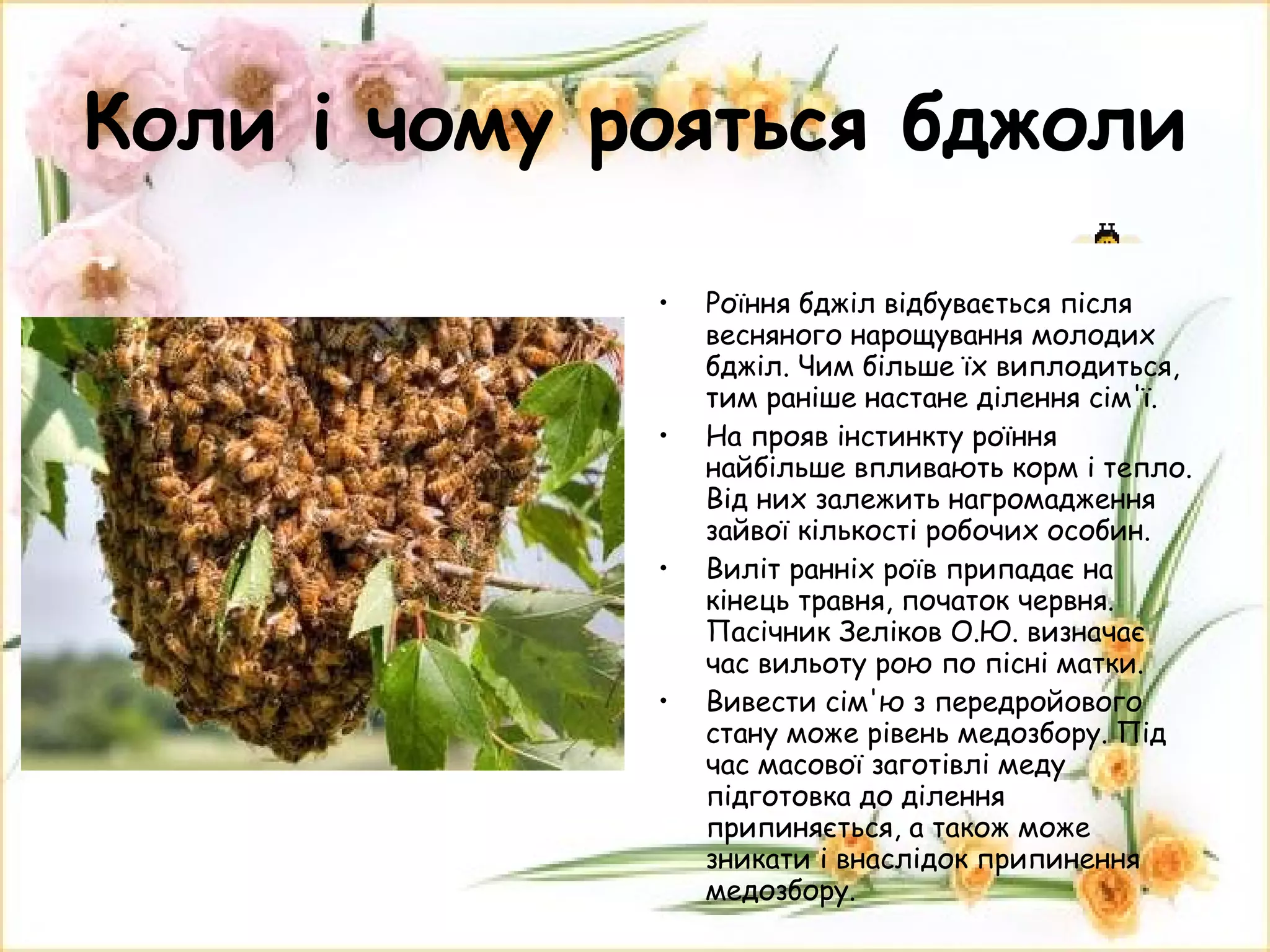 Коли і чому рояться бджоли Роїння бджіл відбувається після весняного нарощування молодих бджіл. Чим більше їх виплодиться, тим раніше настане ділення сім'ї. На прояв інстинкту роїння найбільше впливають корм і тепло. Від них залежить нагромадження зайвої кількості робочих особин. Виліт ранніх роїв припадає на кінець травня, початок червня. Пасічник Зеліков О.Ю. визначає час вильоту рою по пісні матки. Вивести сім'ю з передройового стану може рівень медозбору. Під час масової заготівлі меду підготовка до ділення припиняється, а також може зникати і внаслідок припинення медозбору. 