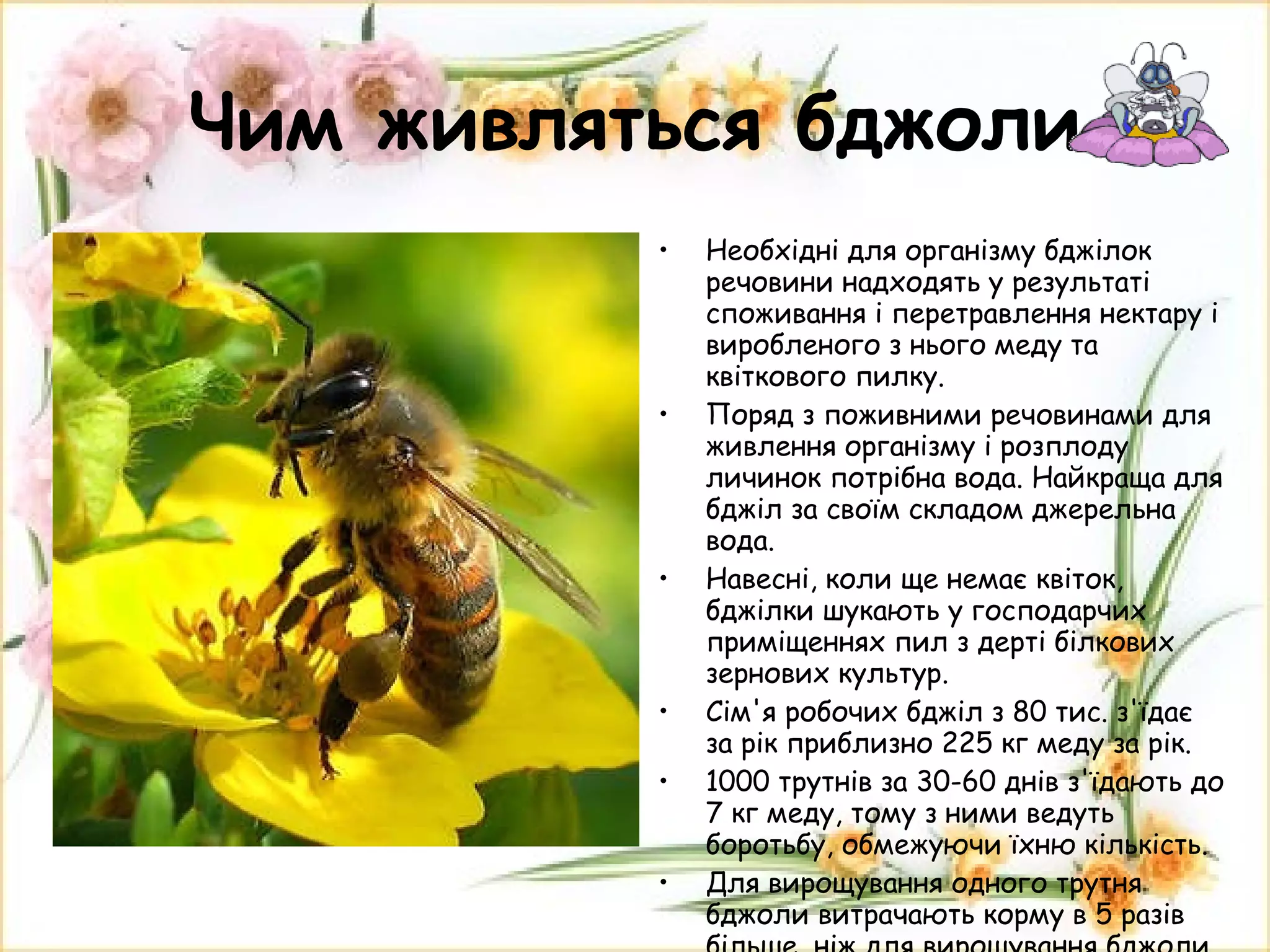 Чим живляться бджоли Необхідні для організму бджілок речовини надходять у результаті споживання і перетравлення нектару і виробленого з нього меду та квіткового пилку. Поряд з поживними речовинами для живлення організму і розплоду личинок потрібна вода. Найкраща для бджіл за своїм складом джерельна вода. Навесні, коли ще немає квіток, бджілки шукають у господарчих приміщеннях пил з дерті білкових зернових культур. Сім'я робочих бджіл з 80 тис. з'їдає за рік приблизно 225 кг меду за рік. 1000 трутнів за 30-60 днів з'їдають до 7 кг меду, тому з ними ведуть боротьбу, обмежуючи їхню кількість. Для вирощування одного трутня бджоли витрачають корму в 5 разів більше, ніж для вирощування бджоли. 