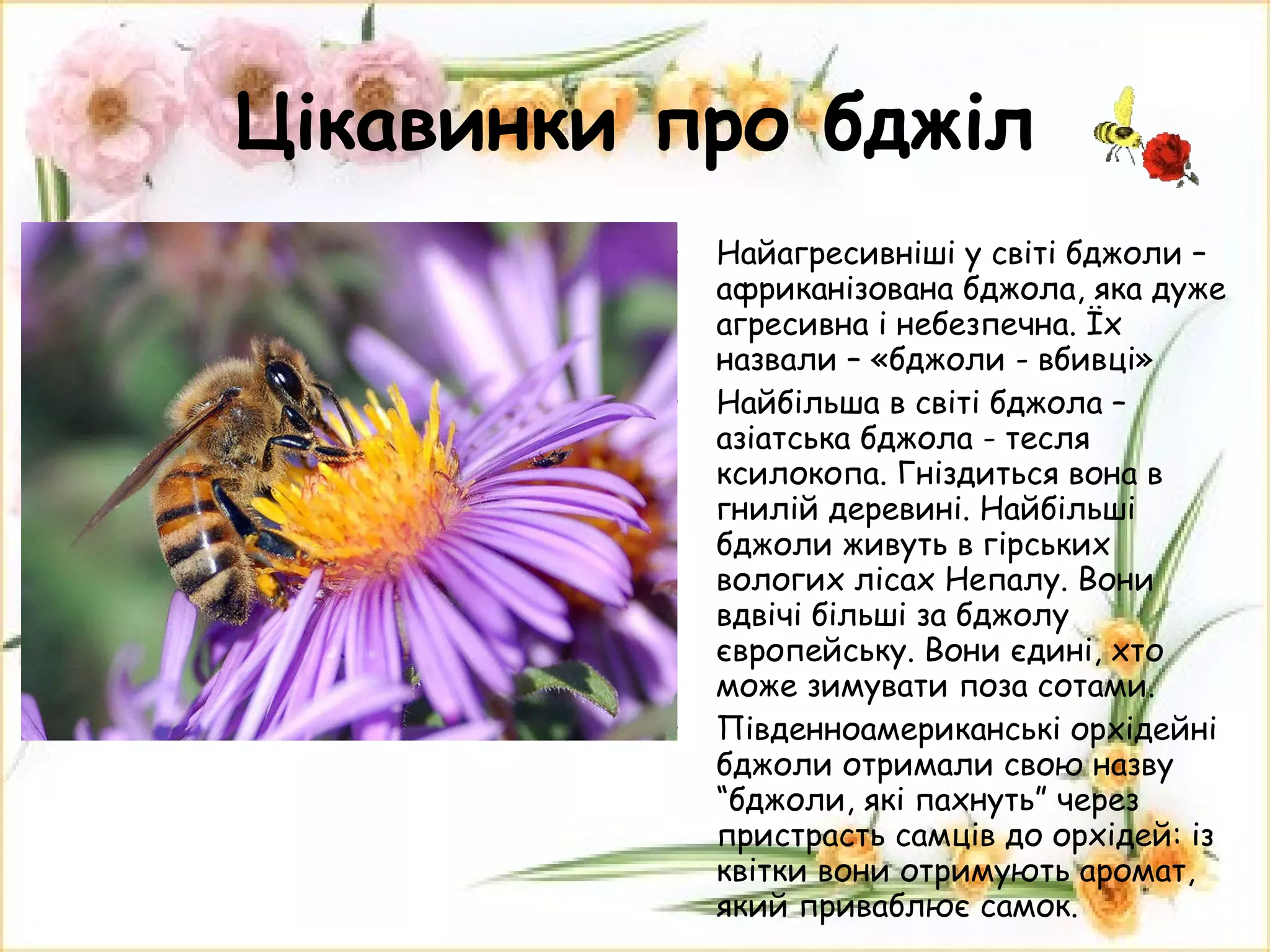 Цікавинки про бджіл Найагресивніші у світі бджоли – африканізована бджола, яка дуже агресивна і небезпечна. Їх назвали – «бджоли - вбивці» Найбільша в світі бджола – азіатська бджола - тесля ксилокопа. Гніздиться вона в гнилій деревині. Найбільші бджоли живуть в гірських вологих лісах Непалу. Вони вдвічі більші за бджолу європейську. Вони єдині, хто може зимувати поза сотами. Південноамериканські орхідейні бджоли отримали свою назву “бджоли, які пахнуть” через пристрасть самців до орхідей: із квітки вони отримують аромат, який приваблює самок. 