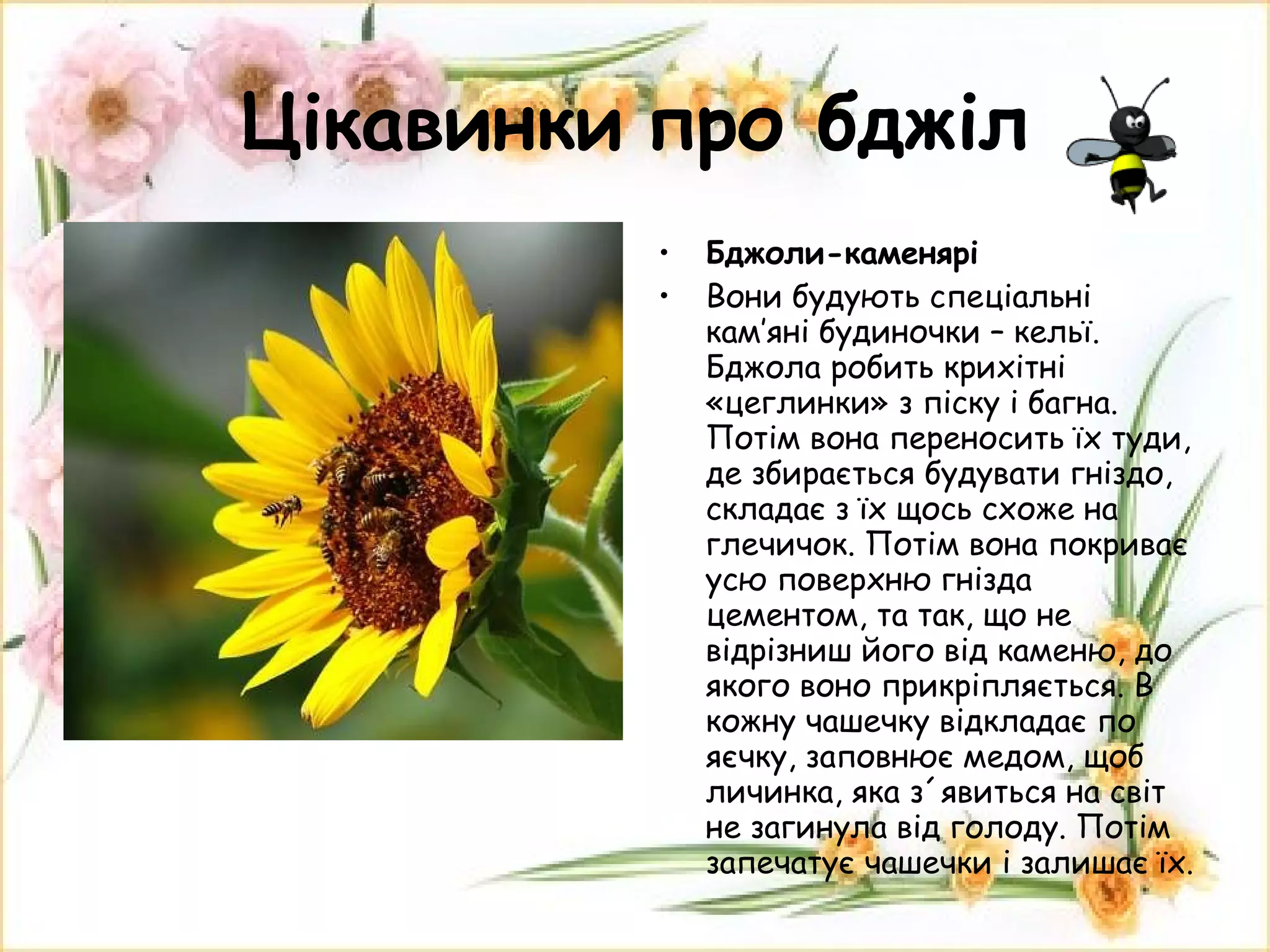 Цікавинки   про бджіл Бджоли-каменярі Вони будують спеціальні кам’яні будиночки – кельї. Бджола робить крихітні «цеглинки» з піску і багна. Потім вона переносить їх туди, де збирається будувати гніздо, складає з їх щось схоже на глечичок. Потім вона покриває усю поверхню гнізда цементом, та так, що не відрізниш його від каменю, до якого воно прикріпляється. В кожну чашечку відкладає по яєчку, заповнює медом, щоб личинка, яка з ´ явиться на світ не загинула від голоду. Потім запечатує чашечки і залишає їх. 