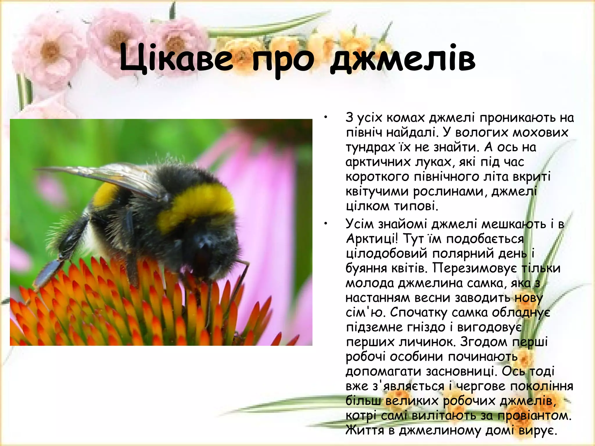Цікаве про джмелів З усіх комах джмелі проникають на північ найдалі. У вологих мохових тундрах їх не знайти. А ось на арктичних луках, які під час короткого північного літа вкриті квітучими рослинами, джмелі цілком типові. Усім знайомі джмелі мешкають і в Арктиці! Тут їм подобається цілодобовий полярний день і буяння квітів. Перезимовує тільки молода джмелина самка, яка з настанням весни заводить нову сім'ю. Спочатку самка обладнує підземне гніздо і вигодовує перших личинок. Згодом перші робочі особини починають допомагати засновниці. Ось тоді вже з'являється і чергове покоління більш великих робочих джмелів, котрі самі вилітають за провіантом. Життя в джмелиному домі вирує. 