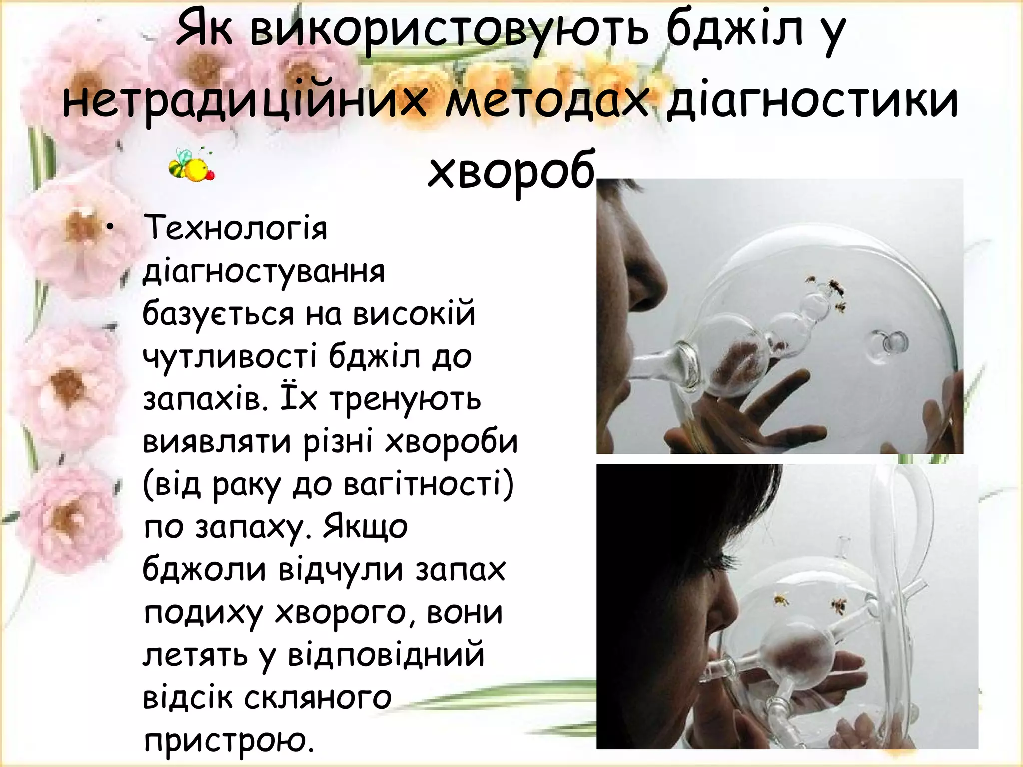 Як використовують бджіл у нетрадиційних методах діагностики хвороб Технологія діагностування базується на високій чутливості бджіл до запахів. Їх тренують виявляти різні хвороби (від раку до вагітності) по запаху. Якщо бджоли відчули запах подиху хворого, вони летять у відповідний відсік скляного пристрою. 