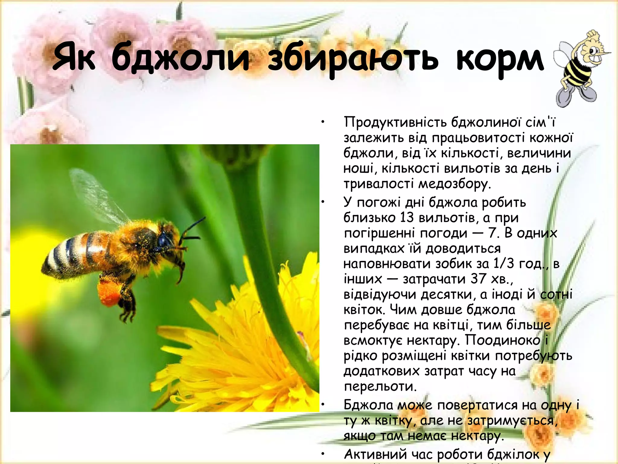 Як бджоли збирають корм Продуктивність бджолиної сім'ї залежить від працьовитості кожної бджоли, від їх кількості, величини ноші, кількості вильотів за день і тривалості медозбору. У погожі дні бджола робить близько 13 вильотів, а при погіршенні погоди — 7. В одних випадках їй доводиться наповнювати зобик за 1/3 год., в інших — затрачати 37 хв., відвідуючи десятки, а іноді й сотні квіток. Чим довше бджола перебуває на квітці, тим більше всмоктує нектару. Поодиноко і рідко розміщені квітки потребують додаткових затрат часу на перельоти.   Бджола може повертатися на одну і ту ж квітку, але не затримується, якщо там немає нектару. Активний час роботи бджілок у нашій місцевості -10 -11 год. ранку та після 15. 00. 
