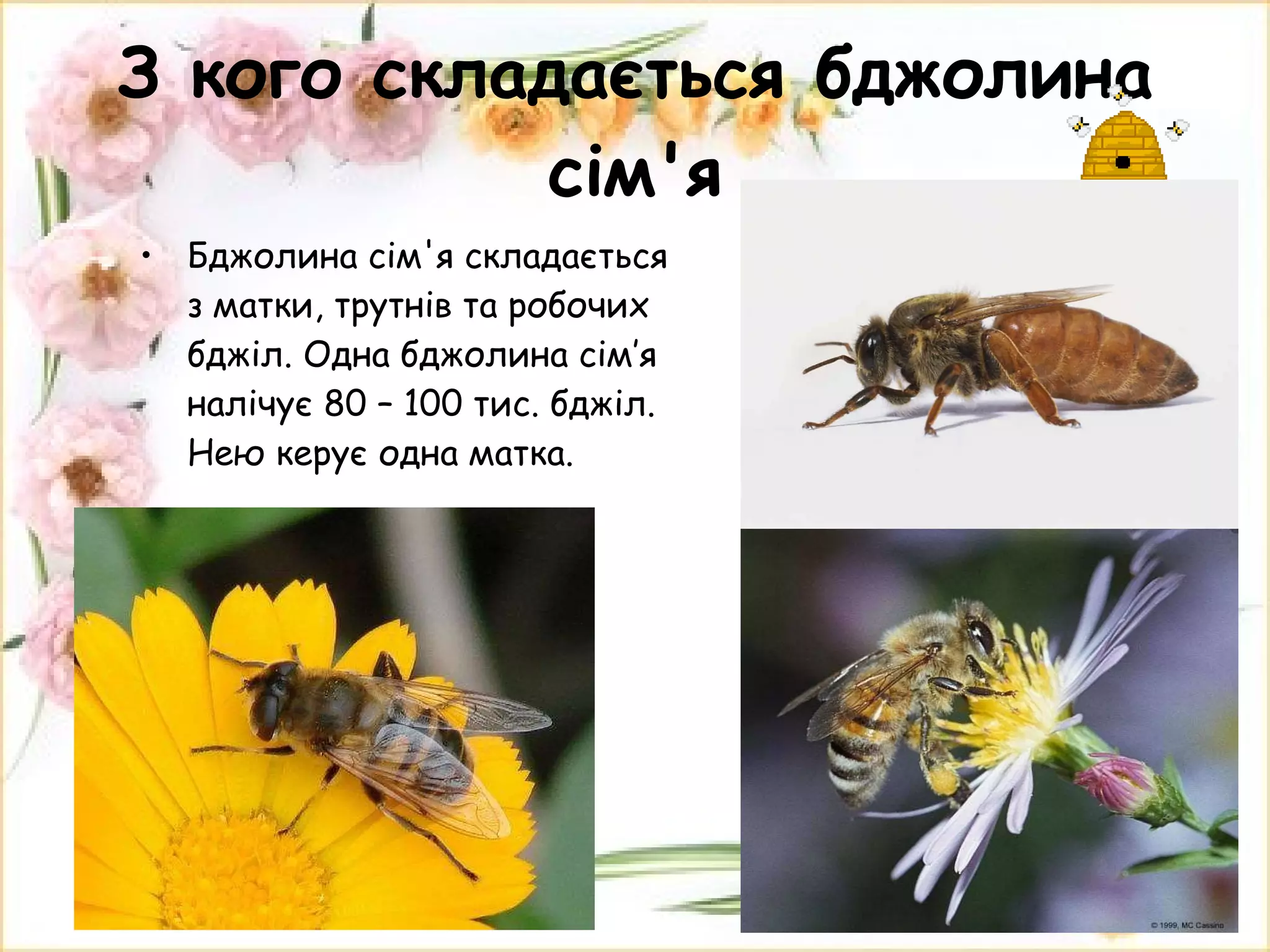 З кого складається бджолина сім'я Бджолина сім'я складається з матки, трутнів та робочих бджіл. Одна бджолина сім’я налічує 80 – 100 тис. бджіл. Нею керує одна матка.  