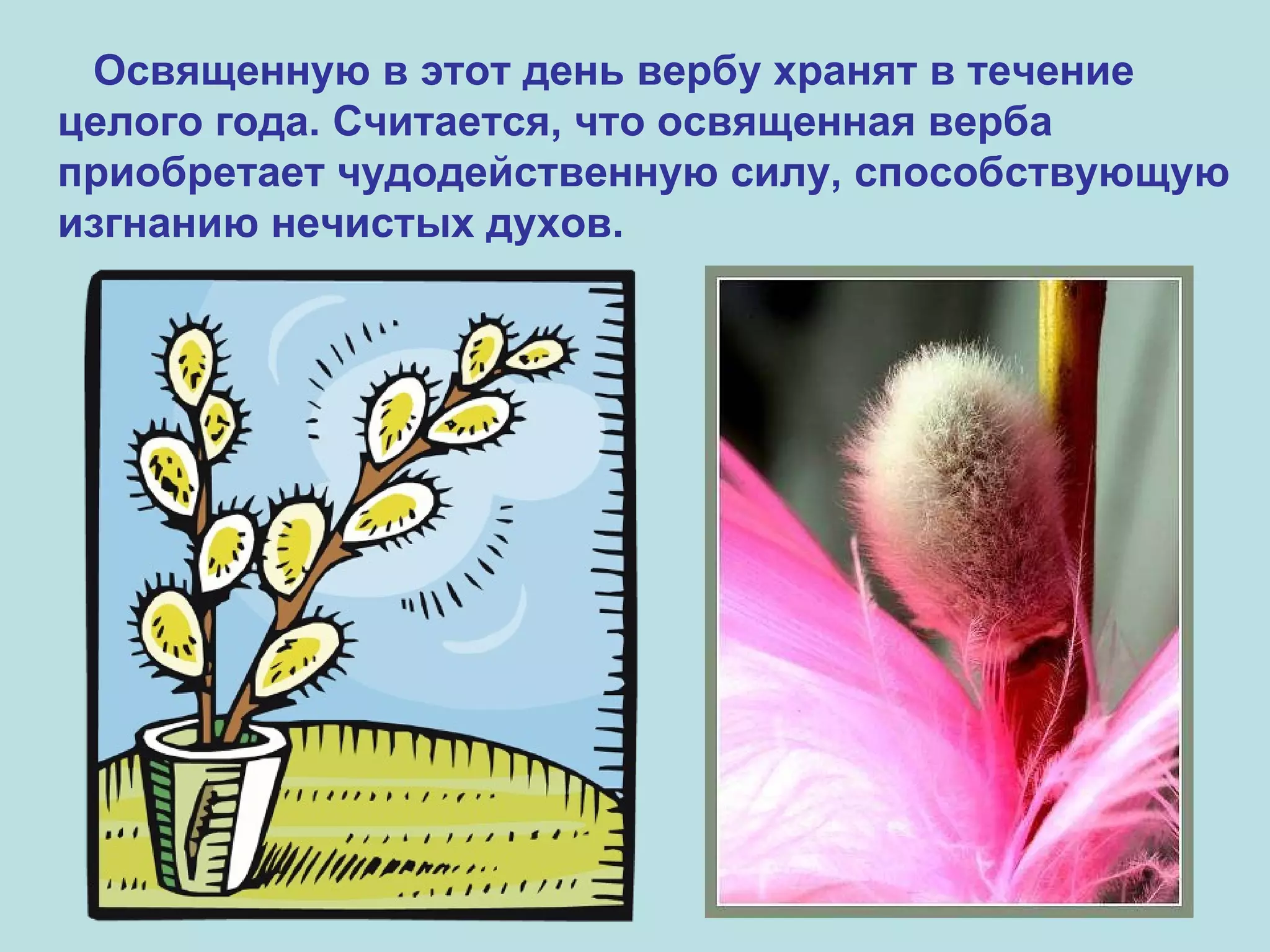 Освященную в этот день вербу хранят в течение целого года. Считается, что освященная верба приобретает чудодейственную силу, способствующую изгнанию нечистых духов. 