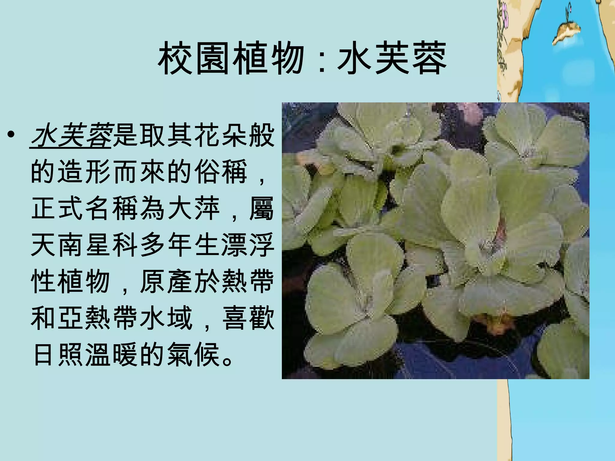 校園植物 : 水芙蓉  水芙蓉 是取其花朵般的造形而來的俗稱，正式名稱為大萍，屬天南星科多年生漂浮性植物，原產於熱帶和亞熱帶水域，喜歡日照溫暖的氣候。  