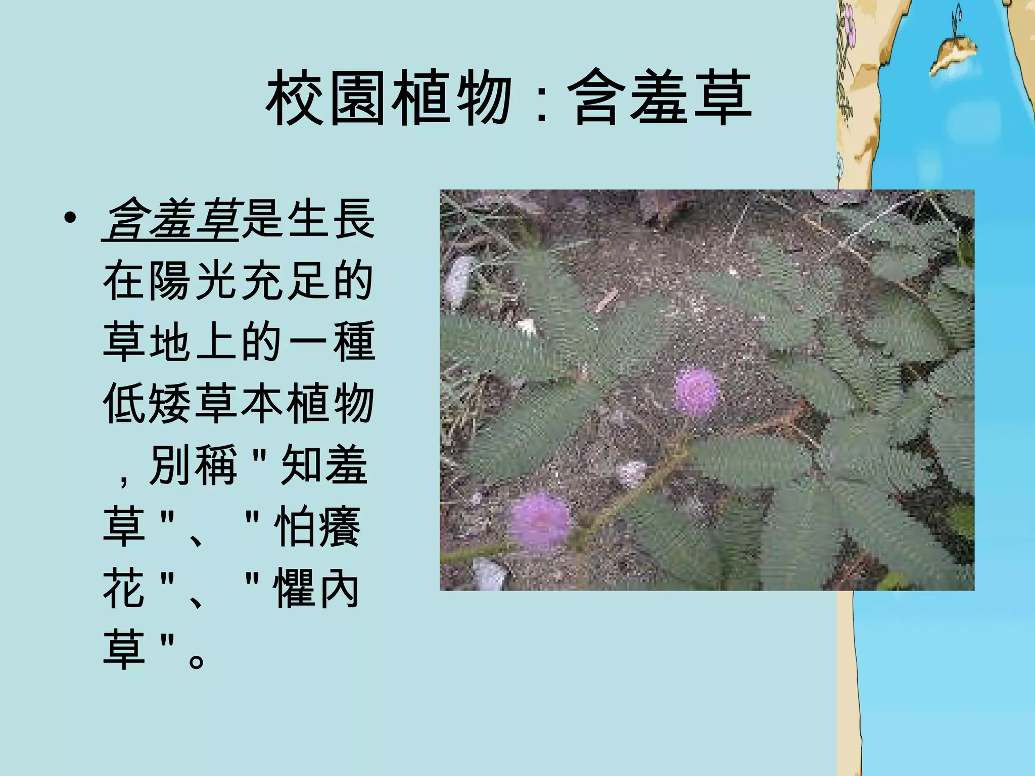 校園植物 : 含羞草  含羞草 是生長在陽光充足的草地上的一種低矮草本植物，別稱 " 知羞草 " 、 " 怕癢花 " 、 " 懼內草 " 。  