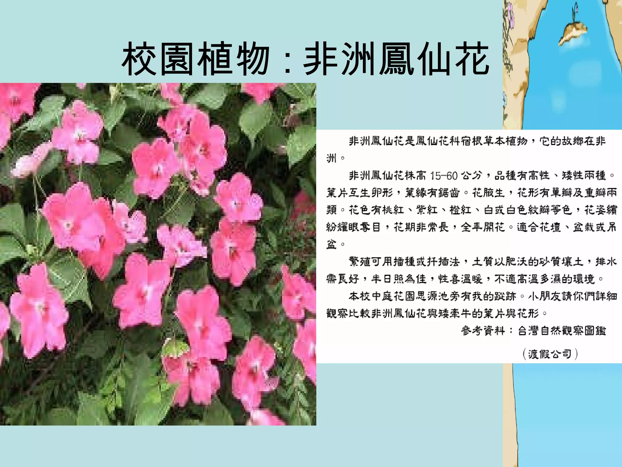 校園植物 : 非洲鳳仙花  