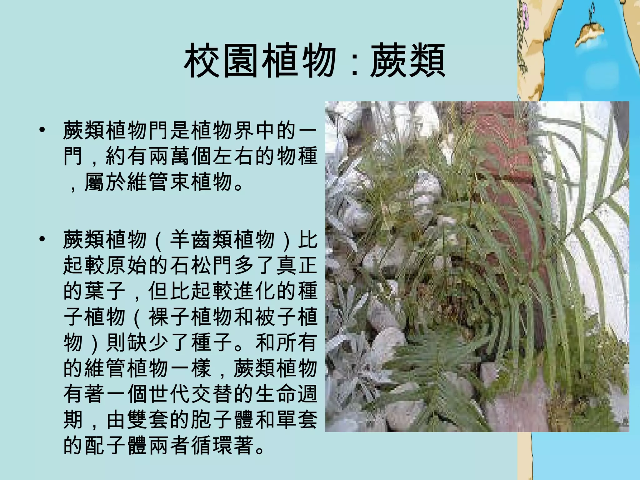 校園植物 : 蕨類  蕨類植物門是植物界中的一門，約有兩萬個左右的物種，屬於維管束植物。 蕨類植物（羊齒類植物）比起較原始的石松門多了真正的葉子，但比起較進化的種子植物（裸子植物和被子植物）則缺少了種子。和所有的維管植物一樣，蕨類植物有著一個世代交替的生命週期，由雙套的胞子體和單套的配子體兩者循環著。 