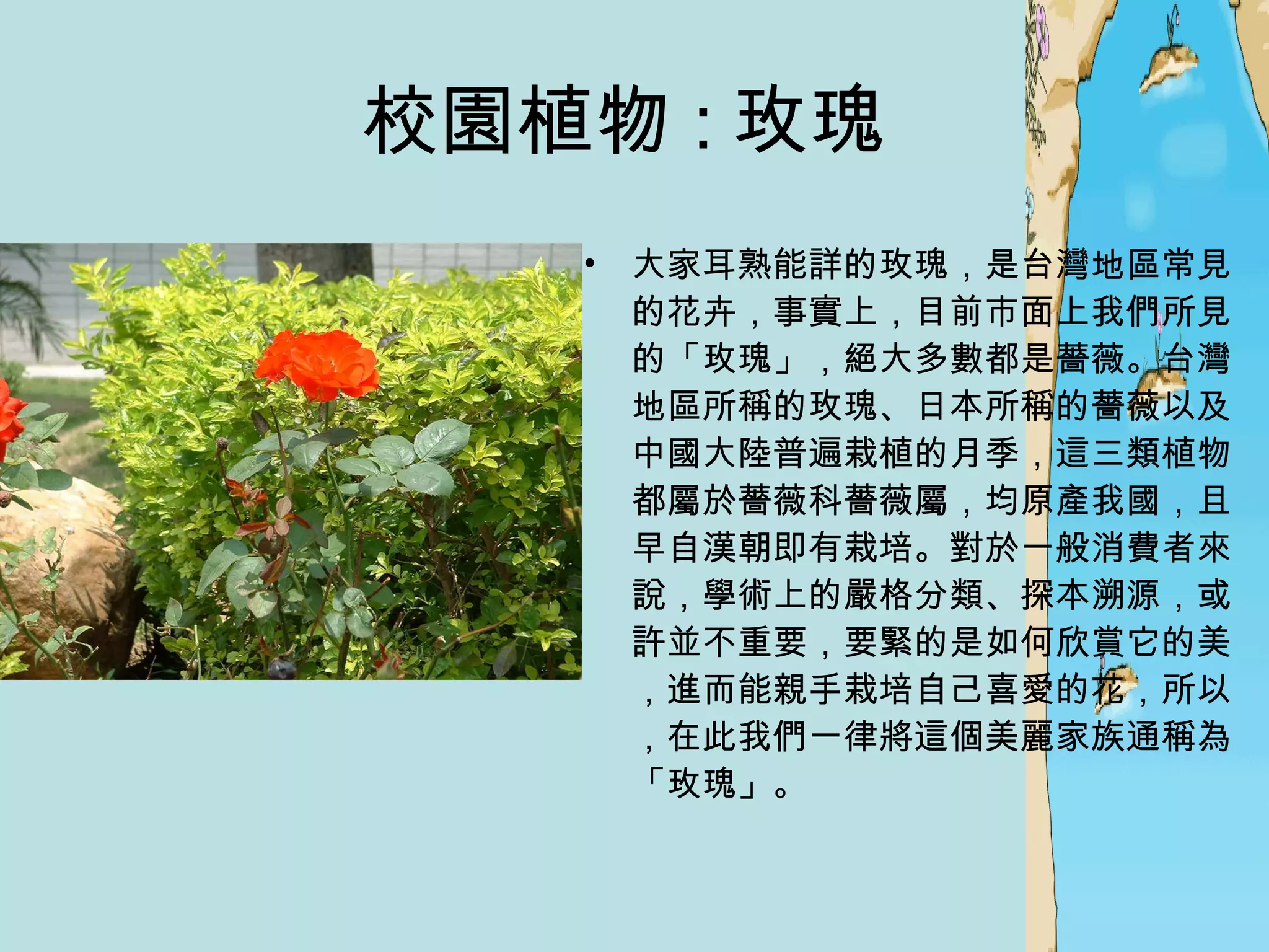 校園植物 : 玫瑰  大家耳熟能詳的玫瑰，是台灣地區常見的花卉，事實上，目前市面上我們所見的「玫瑰」，絕大多數都是薔薇。台灣地區所稱的玫瑰、日本所稱的薔薇以及中國大陸普遍栽植的月季，這三類植物 都屬於薔薇科薔薇屬，均原產我國，且早自漢朝即有栽培。對於一般消費者來說，學術上的嚴格分類、探本溯源，或許並不重要，要緊的是如何欣賞它的美，進而能親手栽培自己喜愛的花，所以，在此我們一律將這個美麗家族通稱為「玫瑰」。  