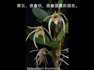 Diplocaulibium chrysohopsis 第五、很會玩、很會耍寶的朋友。 