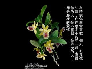 Haraella retrocalca 有時候你非常喜歡一個人，但是你知道，你們根本不能在一起，喜歡你的人，你不喜歡，你不愛的人，卻是那樣的愛你，   