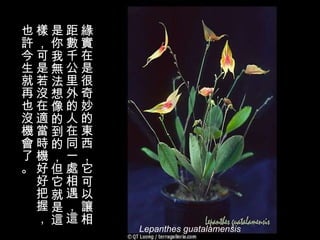 Lepanthes guatalamensis 緣實在是很奇妙的東西，它可以讓相距數千公里外的人在同一處相遇，這是你我無法想像的到的，但它就是這樣，可是若沒在適當時機好好把握，也許今生就再也沒機會了。   