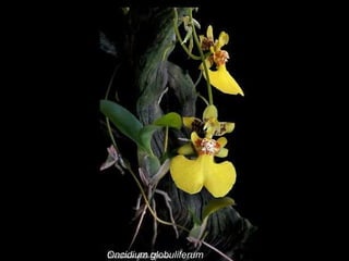 Oncidium globuliferum 