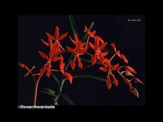 Renanthera bella 