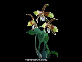 Rossioglossium granda 